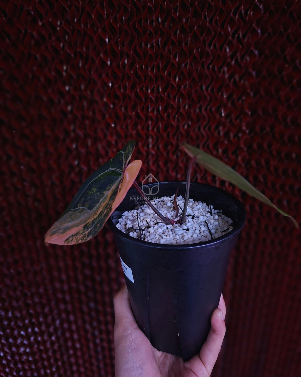 Anthurium Black Venom x Red Vein Dark Phoenix