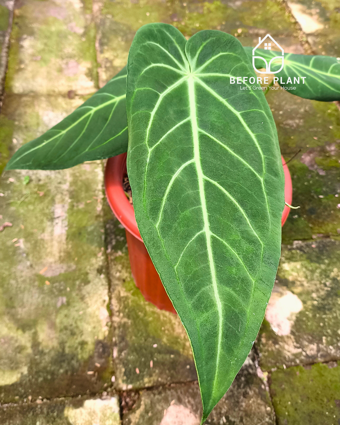 Anthurium Dark Mama