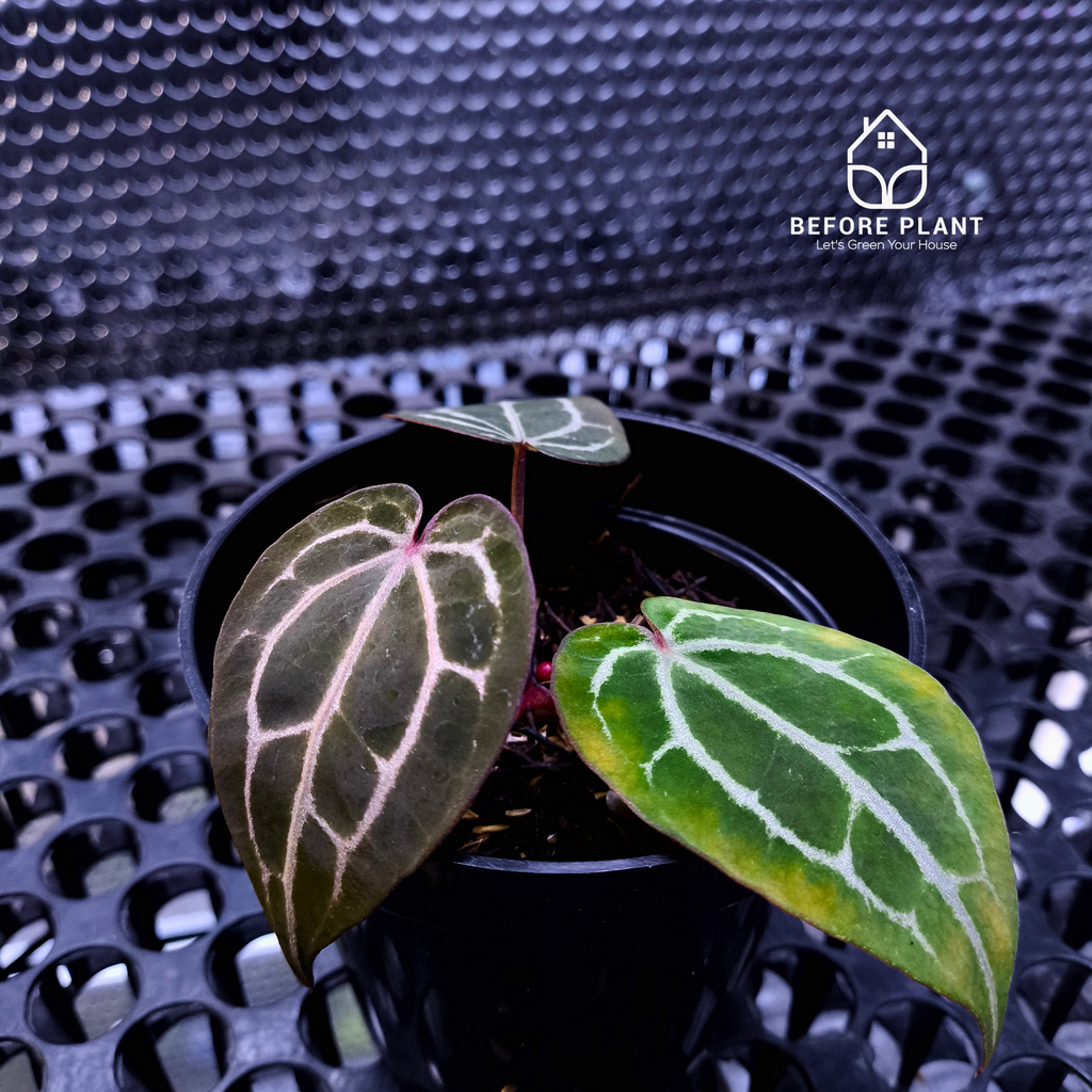 Anthurium Red Tiger