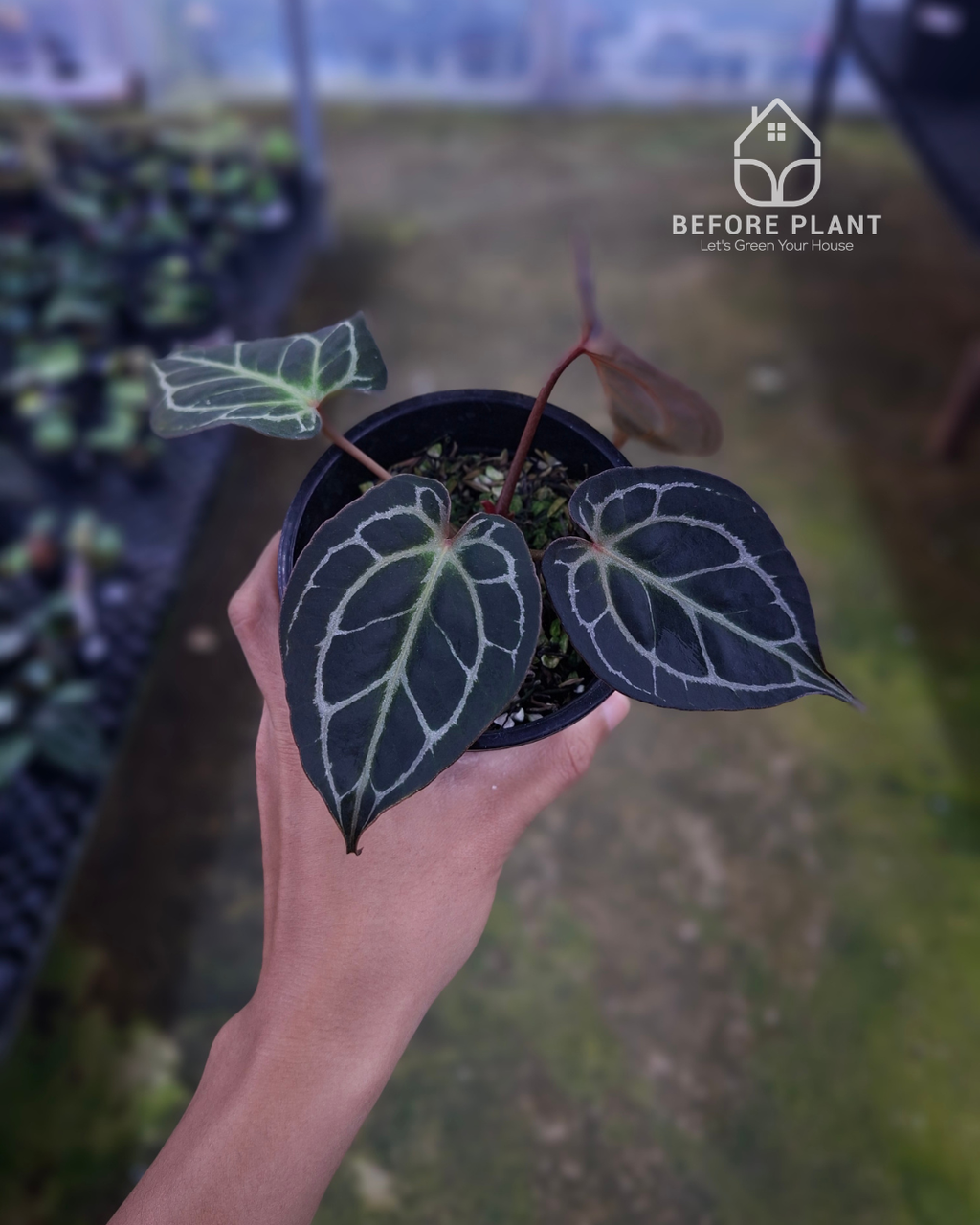 Anthurium Red Tiger Mutation