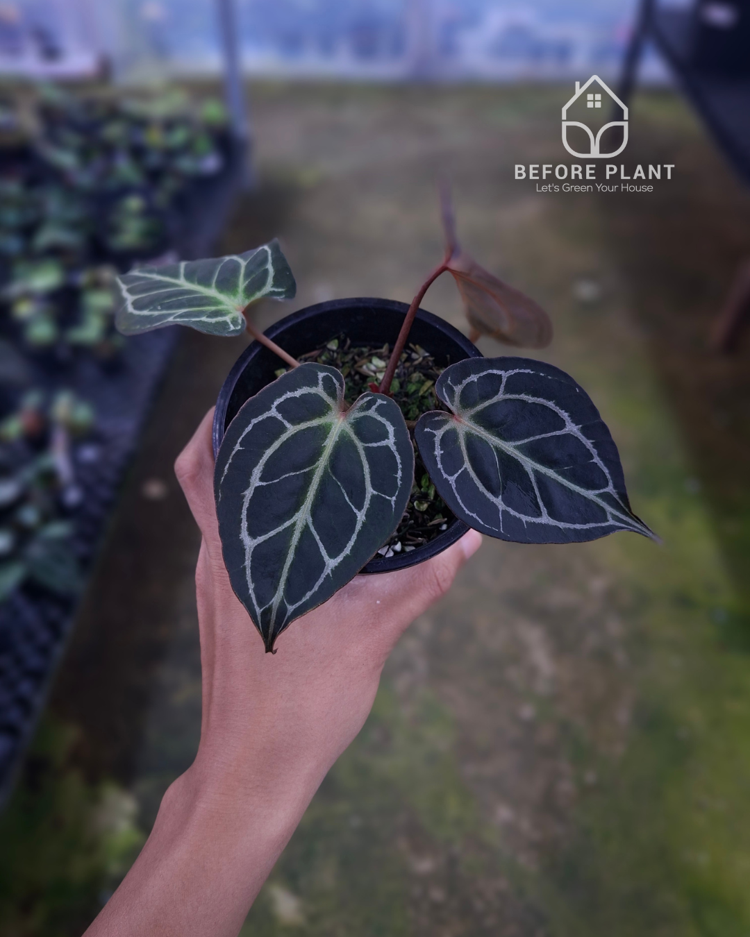 Anthurium Red Tiger Mutation