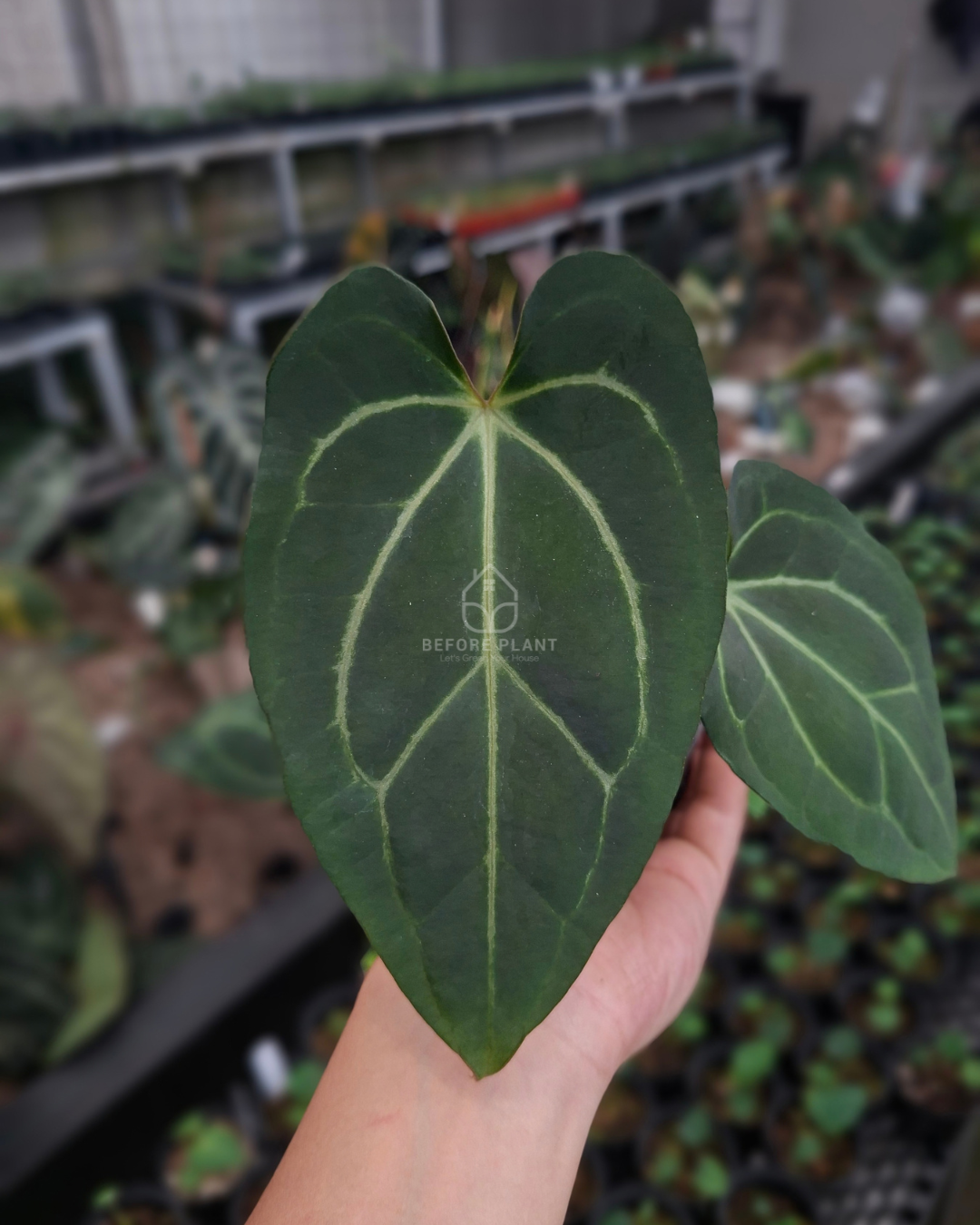 Anthurium Carla Blackiae x Golden Sunrise RVDP