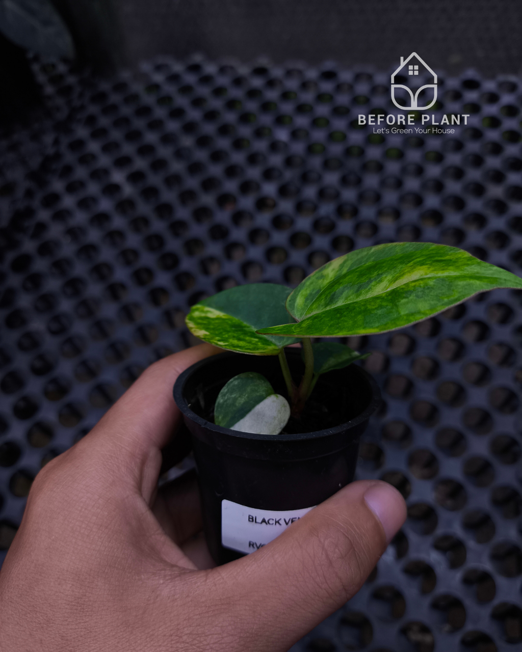 Anthurium Black Venom x RVC Michelle