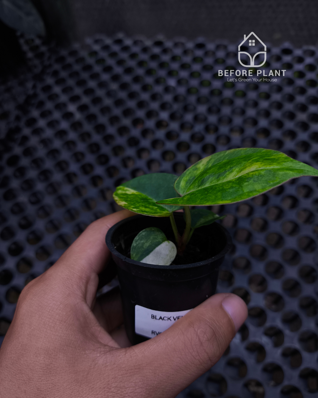 Anthurium Black Venom x RVC Michelle