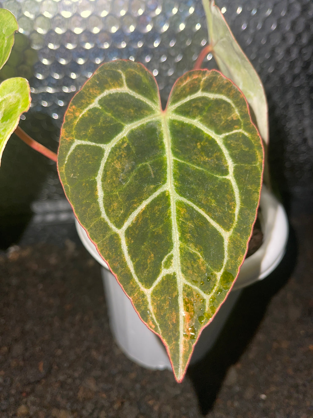 Anthurium Crystallinum Variegated
