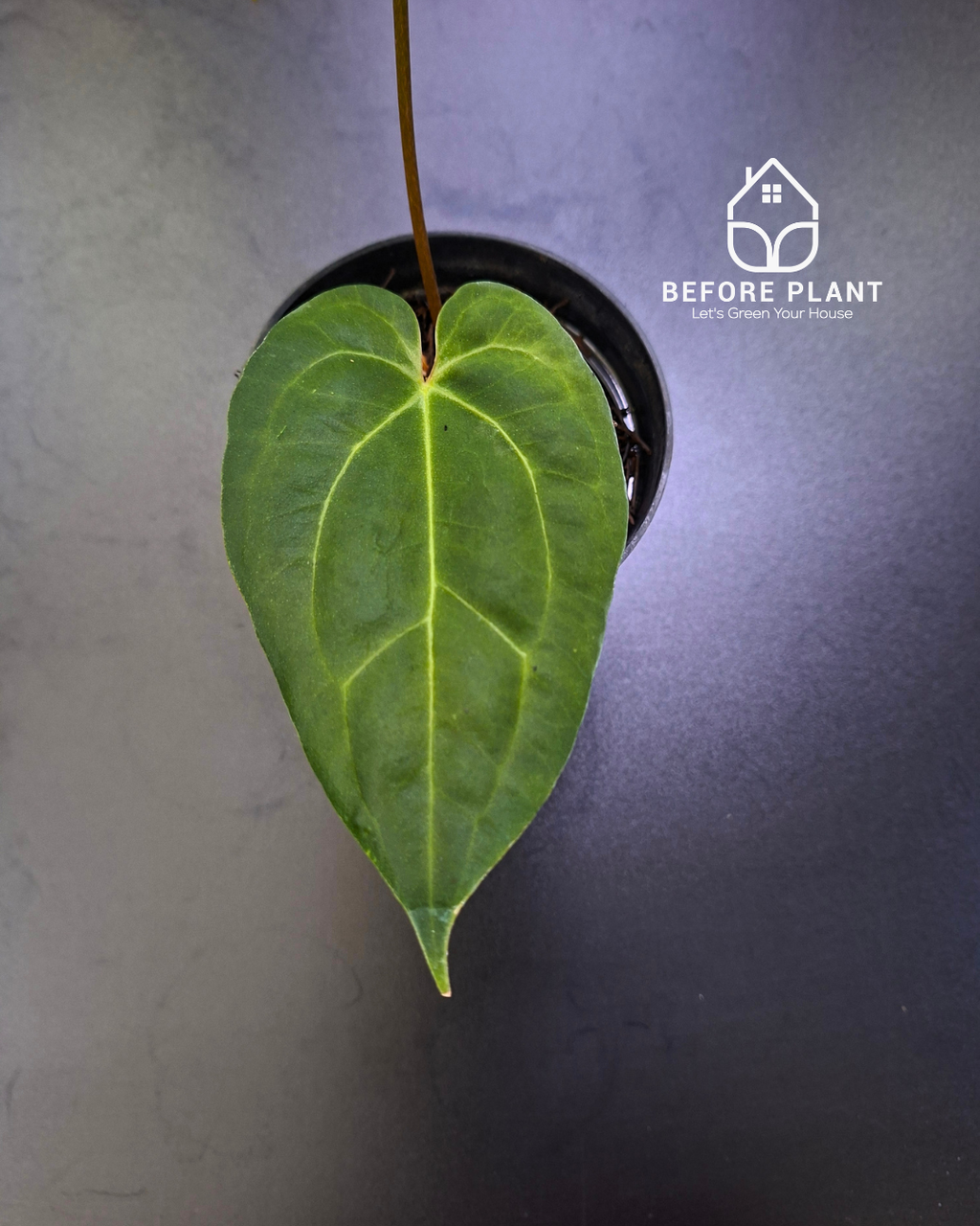 anthurium night queen Anthurium Night Queen X Red Crystallinum – Beforeplant