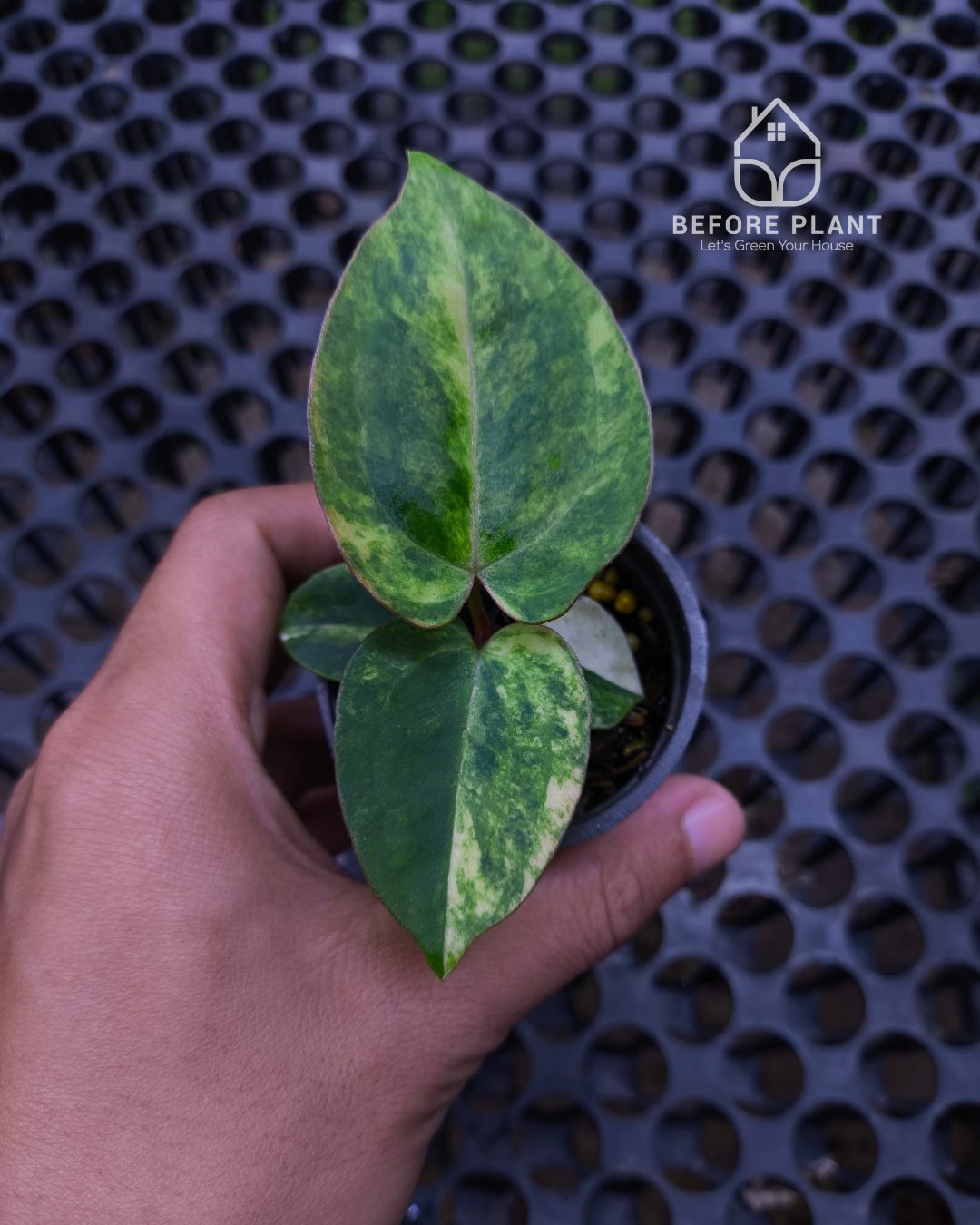 Anthurium Black Venom x RVC Michelle