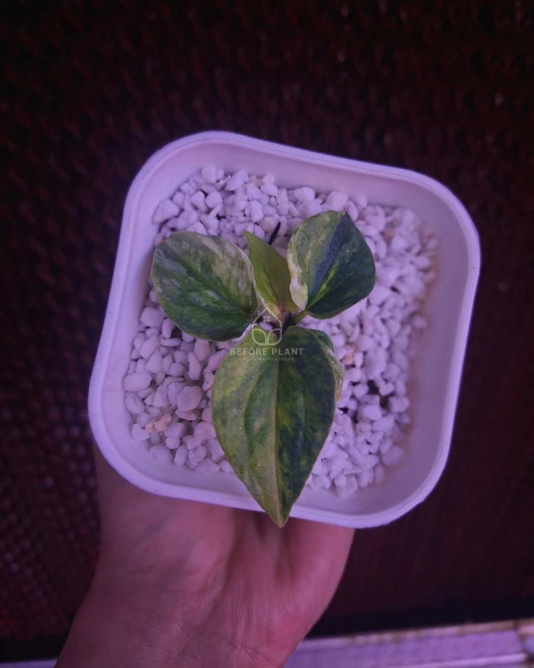 Anthurium Papi Pink x Luxurian