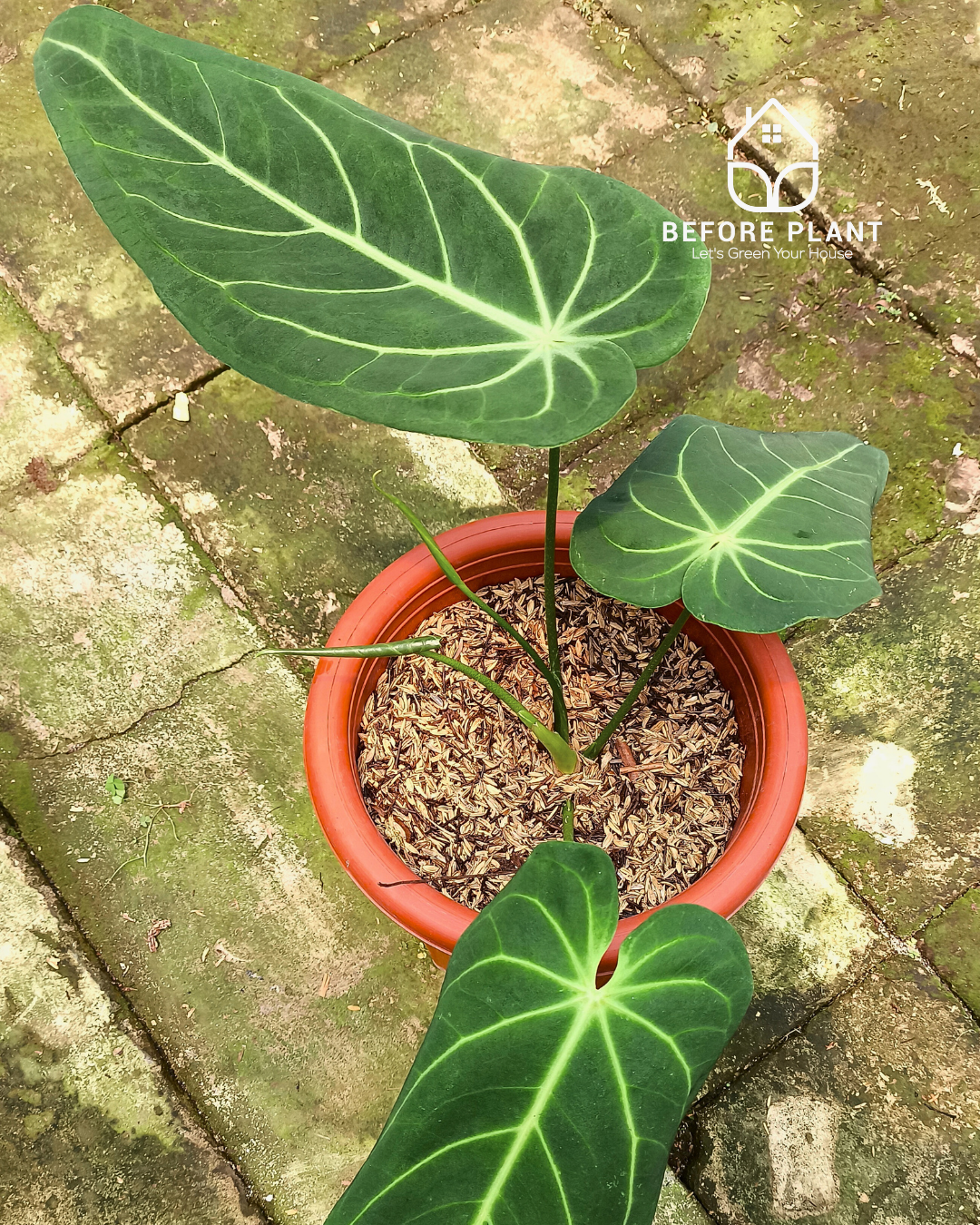 Anthurium Dark Mama