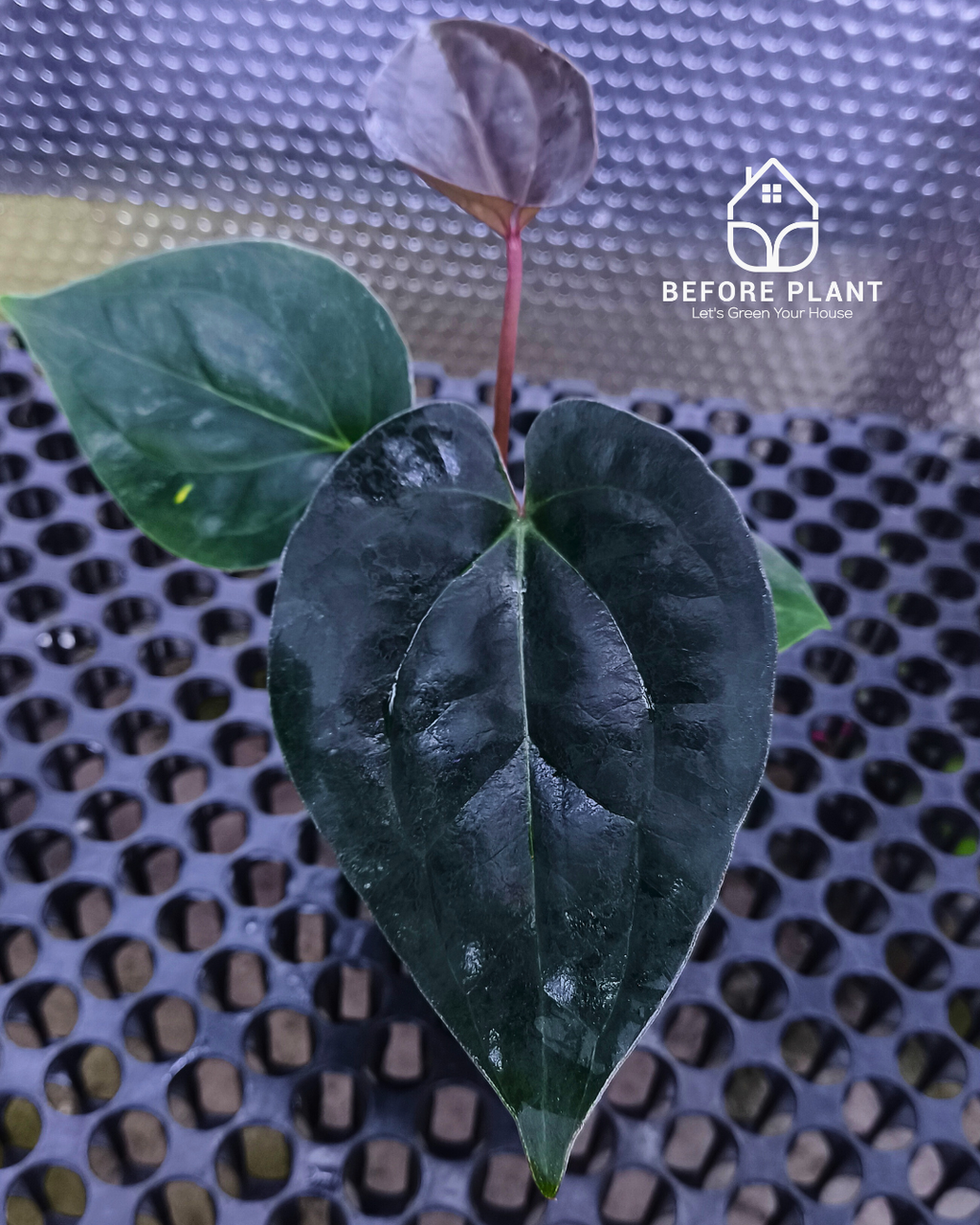 Anthurium King Of Spades ( HU ) x Luxurian