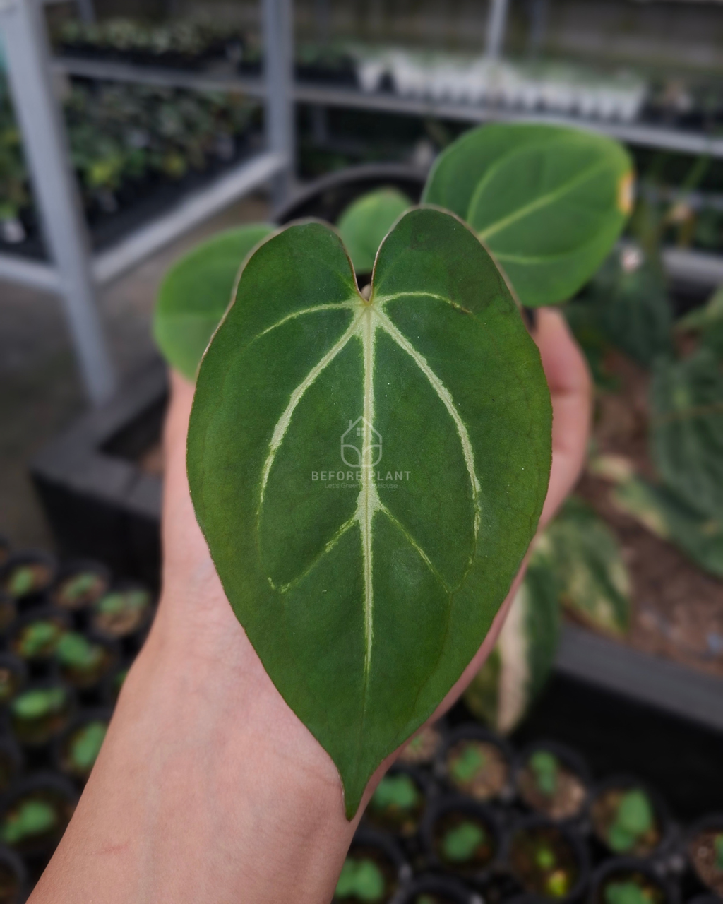 Anthurium Carla Blackiae x Golden Sunrise RVDP
