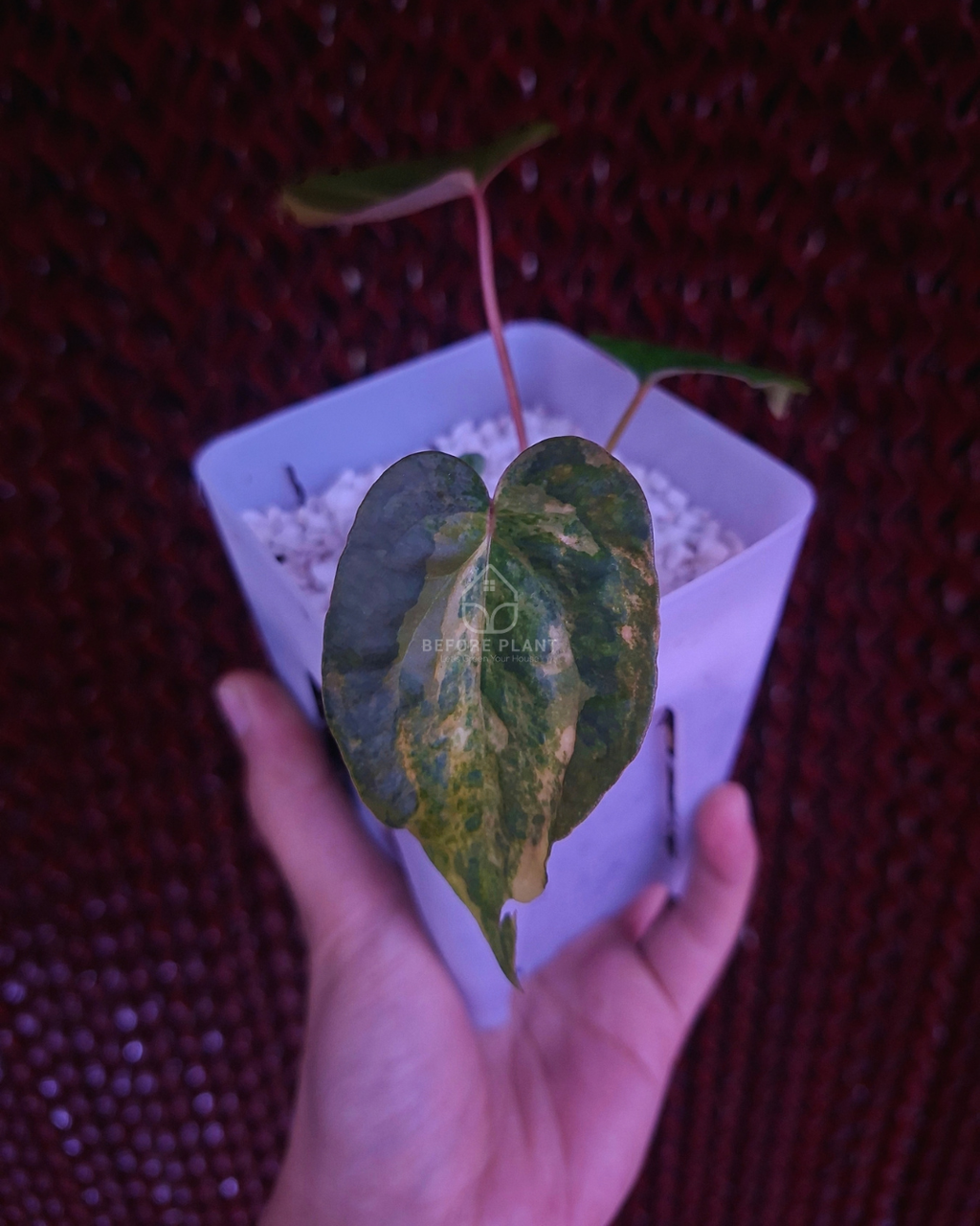 Anthurium Papi Pink x FS Portillae