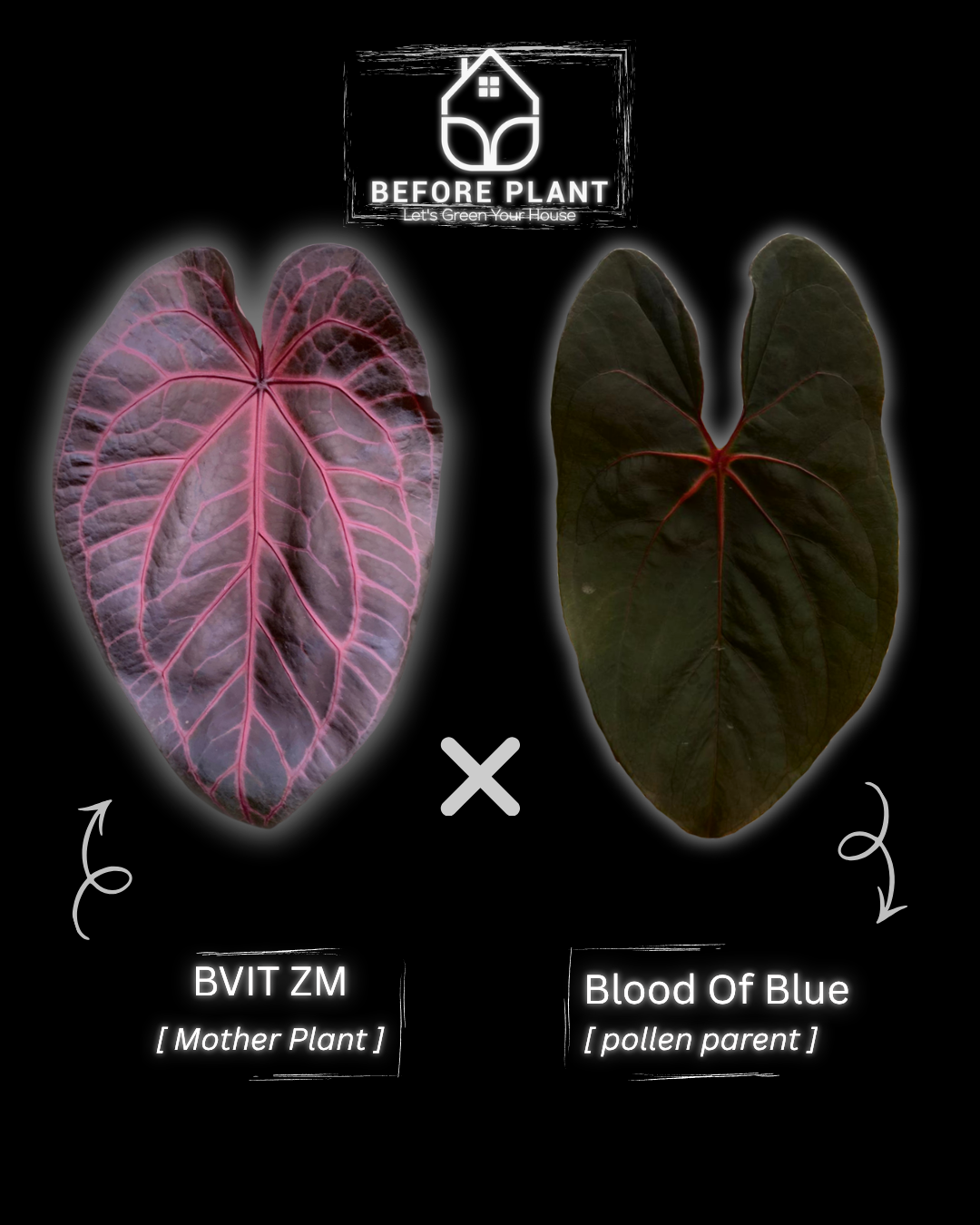 Anthurium BVIT ZM x Blood Of Blue