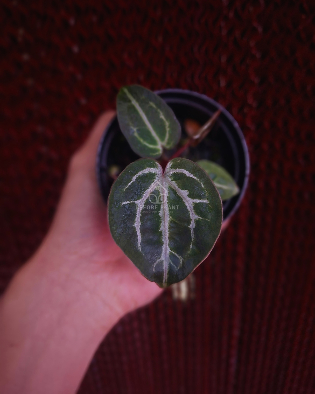 Anthurium Red Tiger x Michelle
