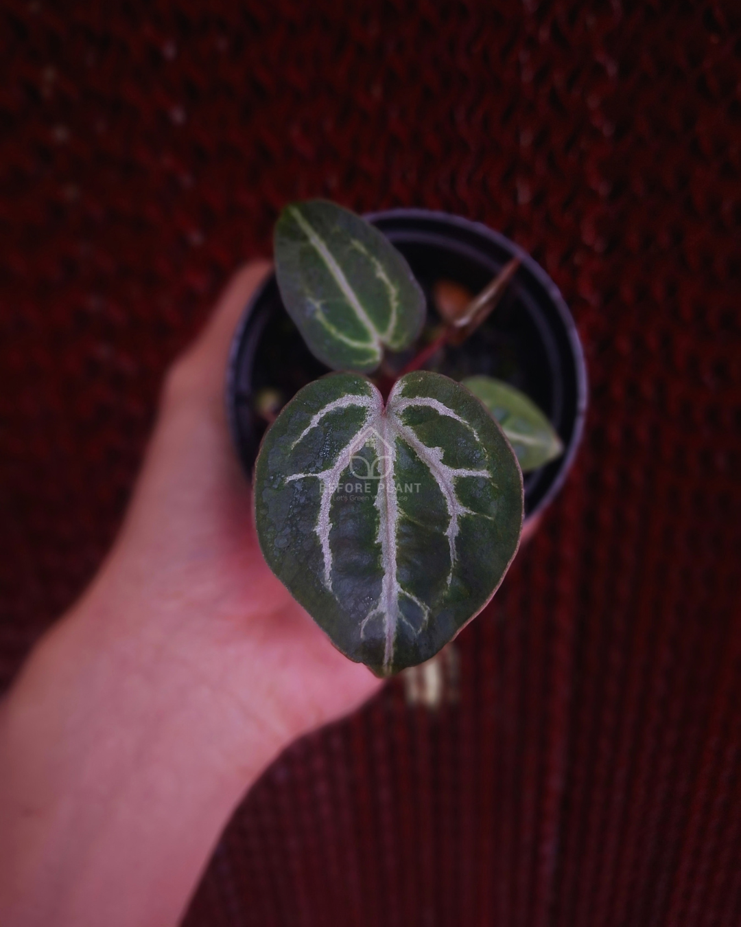 Anthurium Red Tiger x Michelle