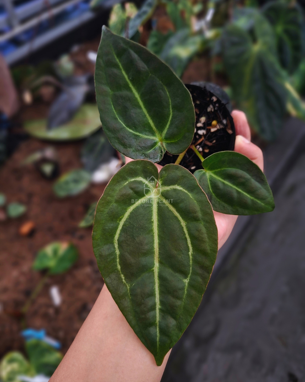 Anthurium Papi Var Black Muscle x Michelle