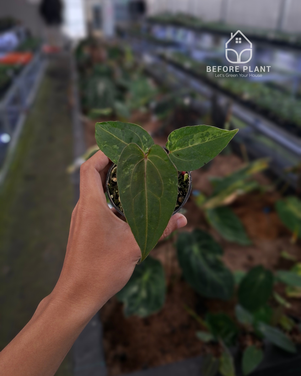 Anthurium Forgetii Blister Variegated x Blood Of Blue