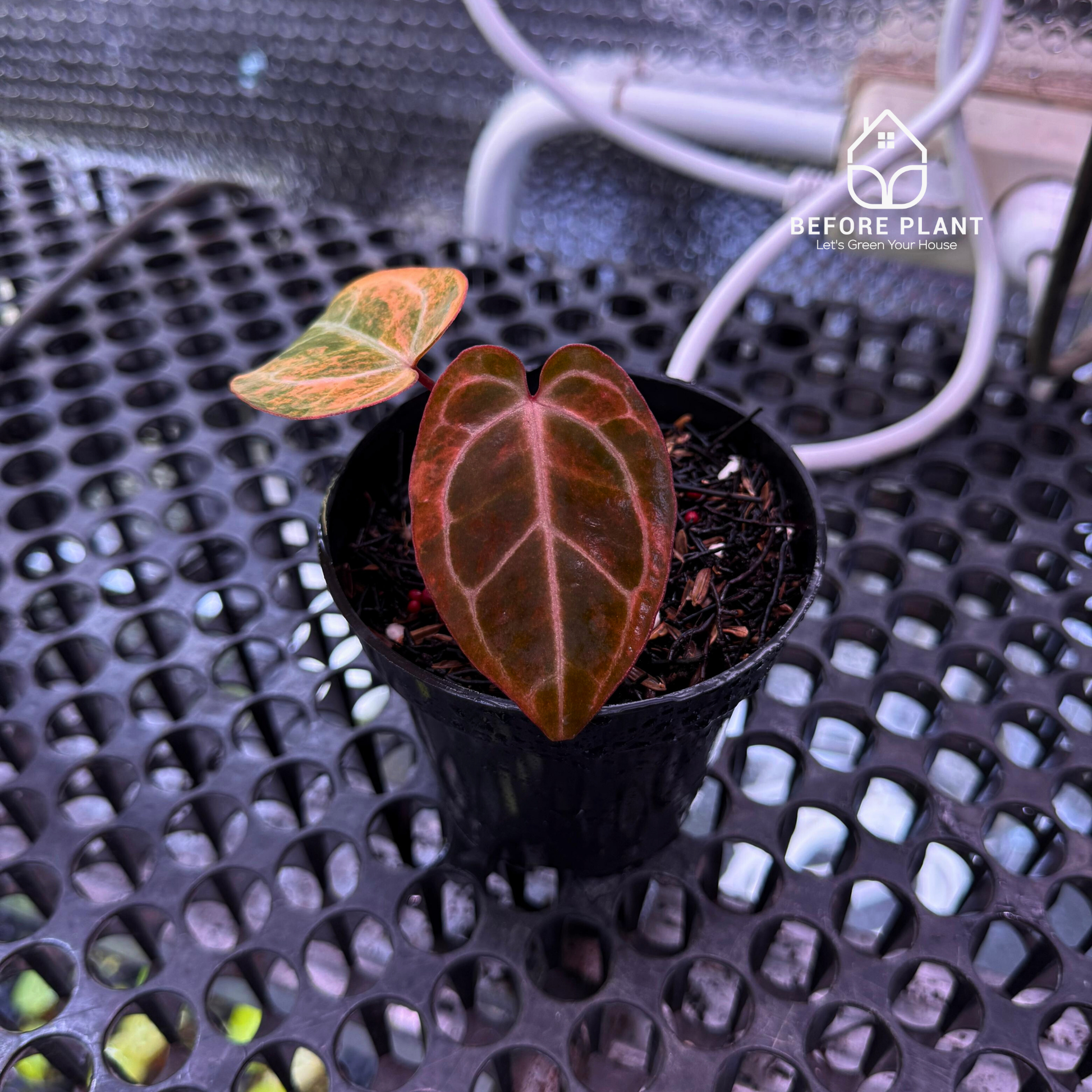 Anthurium Megatron