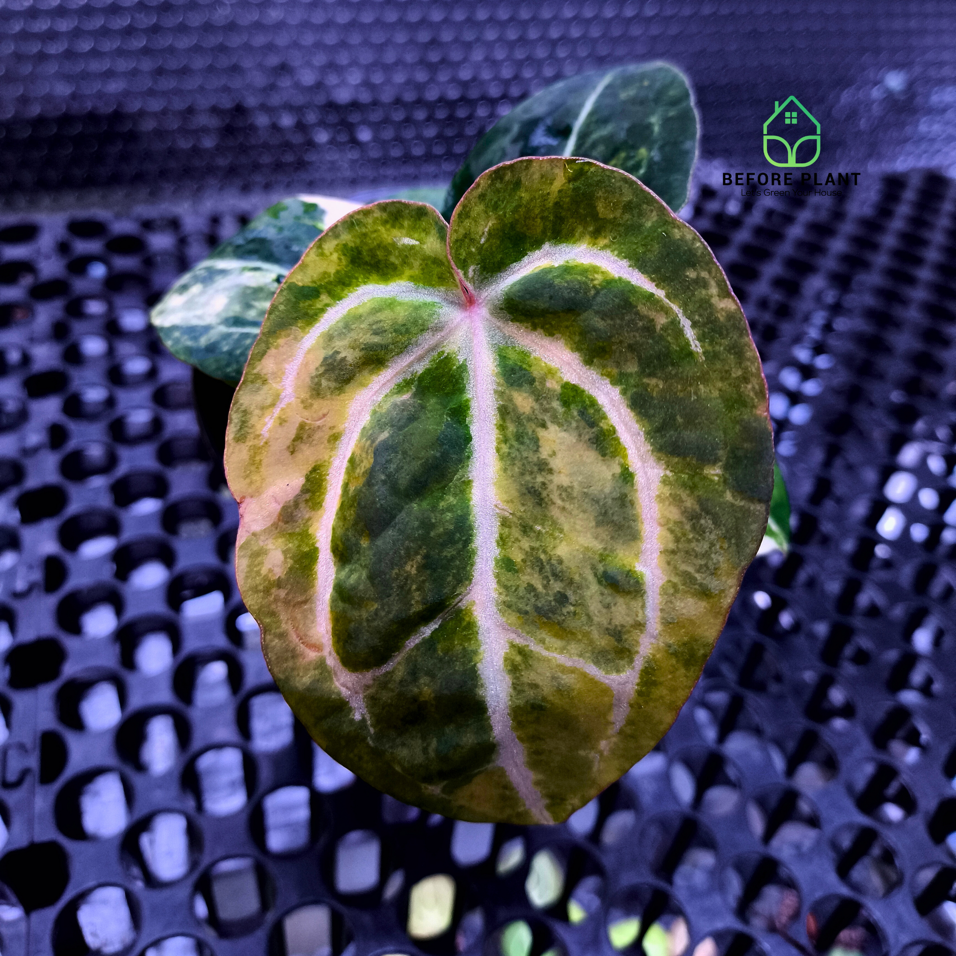 あ*様 アンスリウム (papi×cry var)× michelle 斑入り Anthurium Papi Variegated x Michelle – Beforeplant