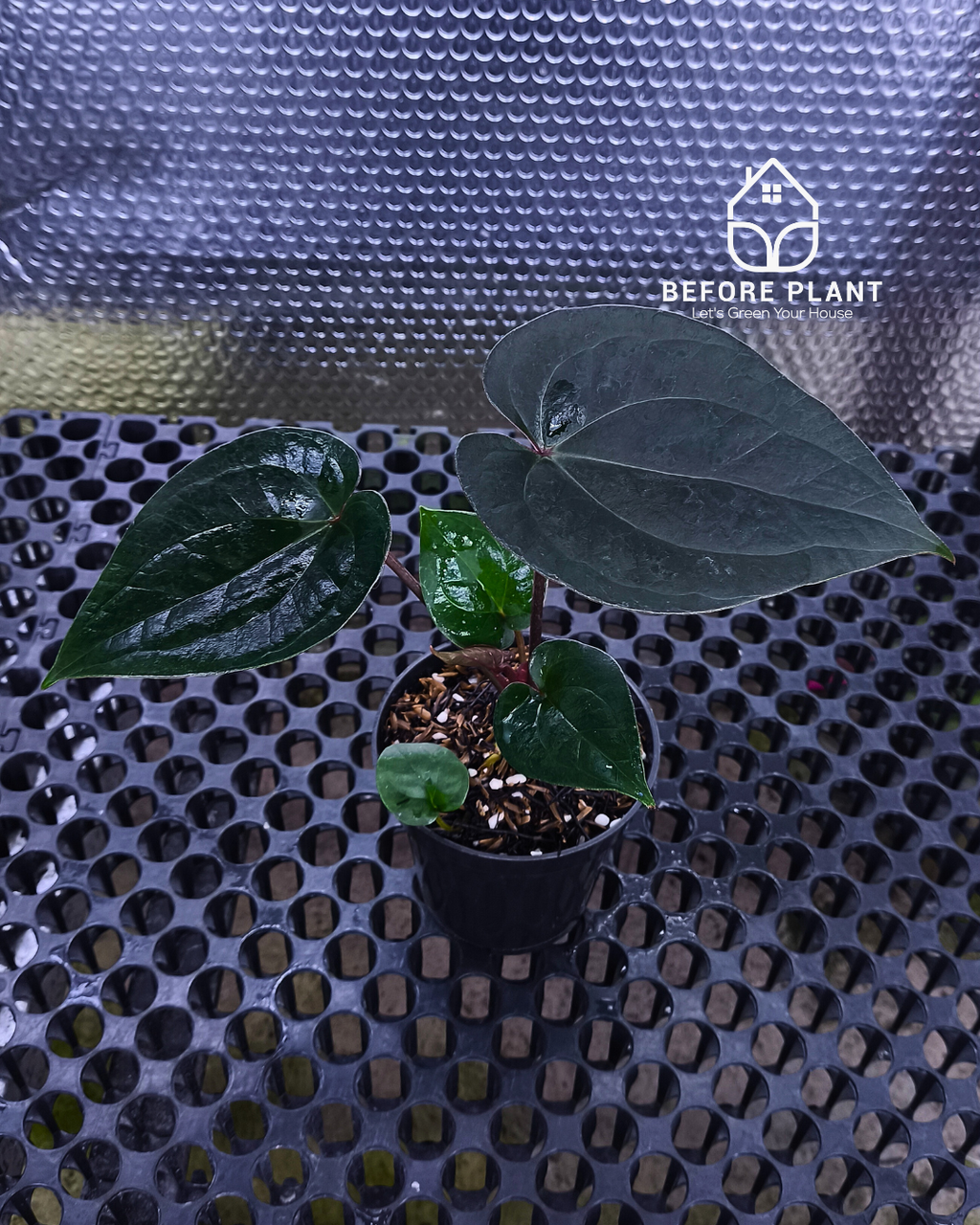 Anthurium King Of Spades ( HU ) x Luxurian