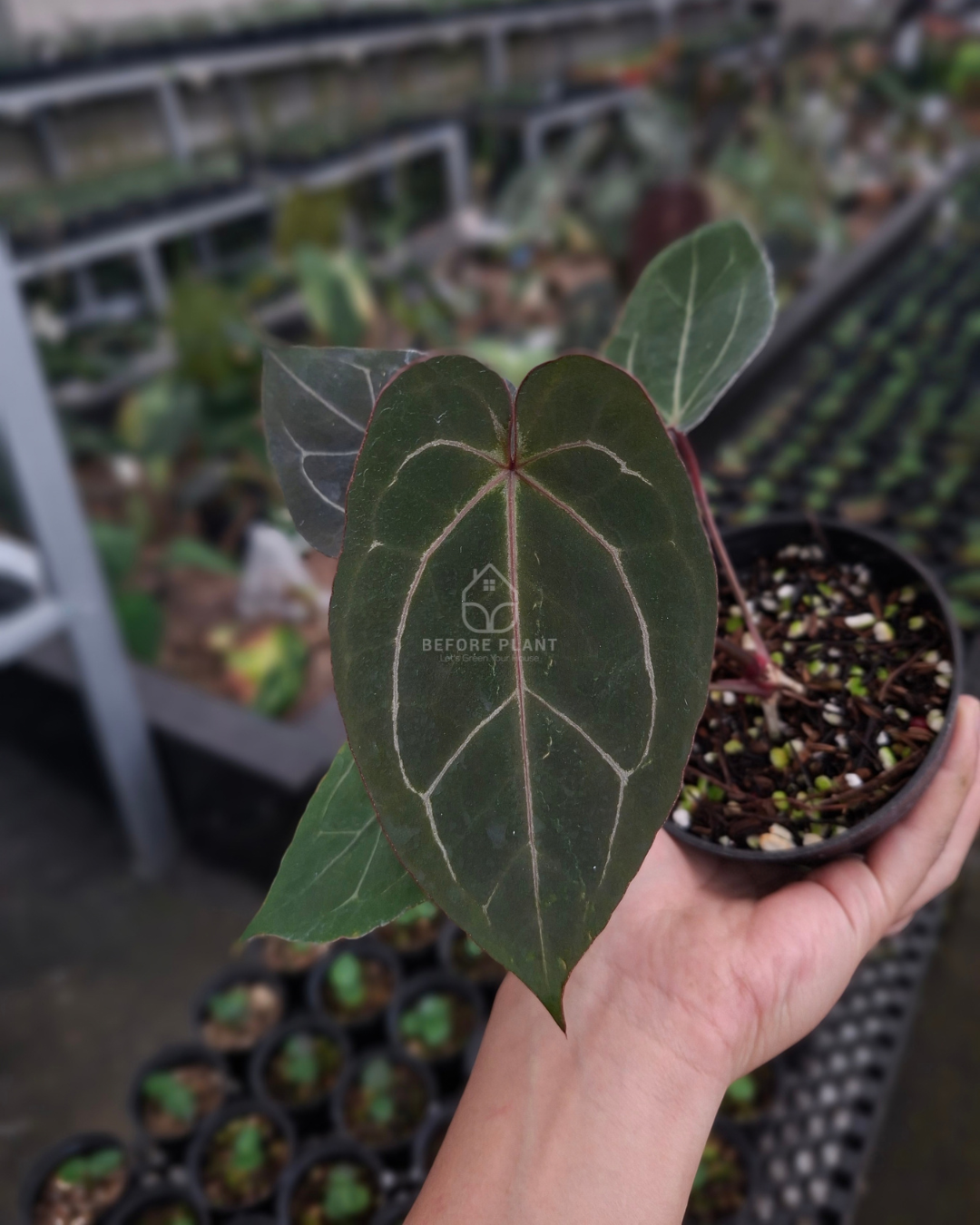 Anthurium Papillilaminum x Indigo