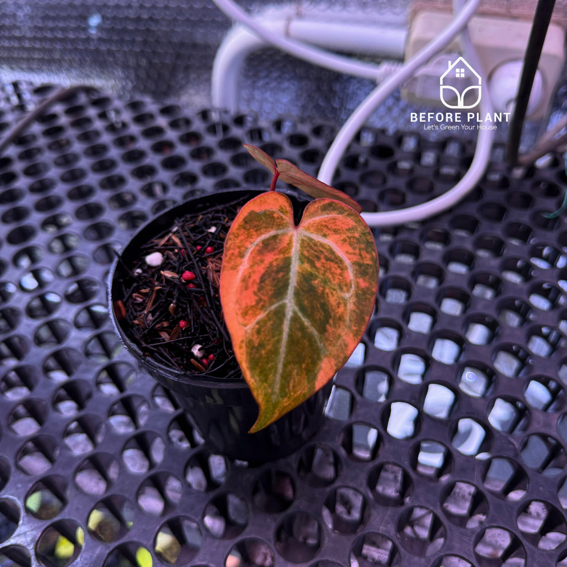 Anthurium Megatron