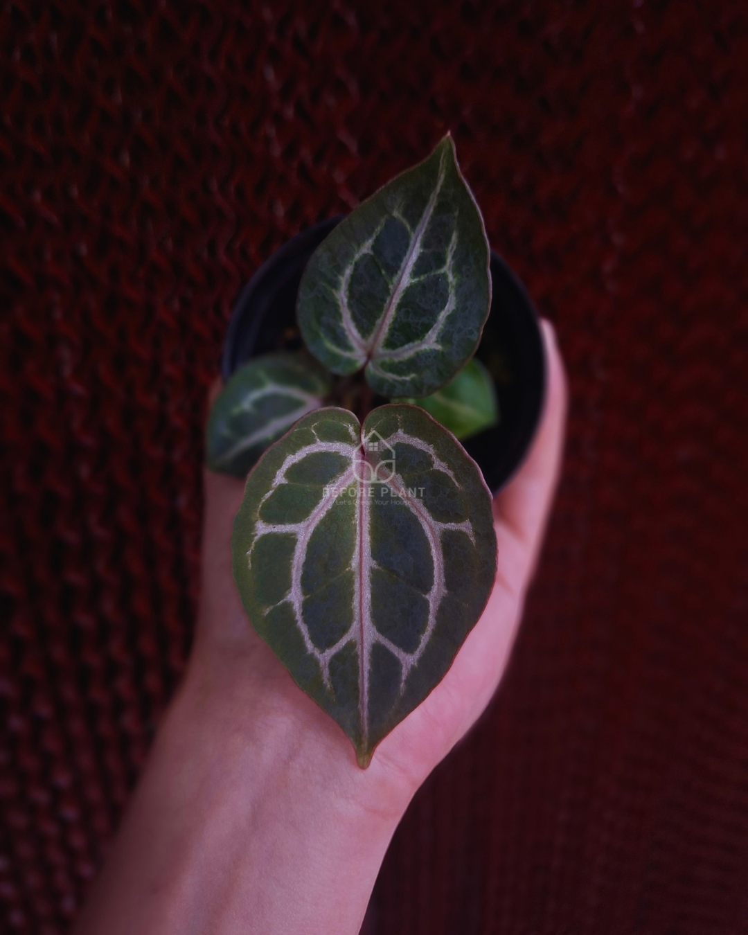 Anthurium Michelle x Red Tiger