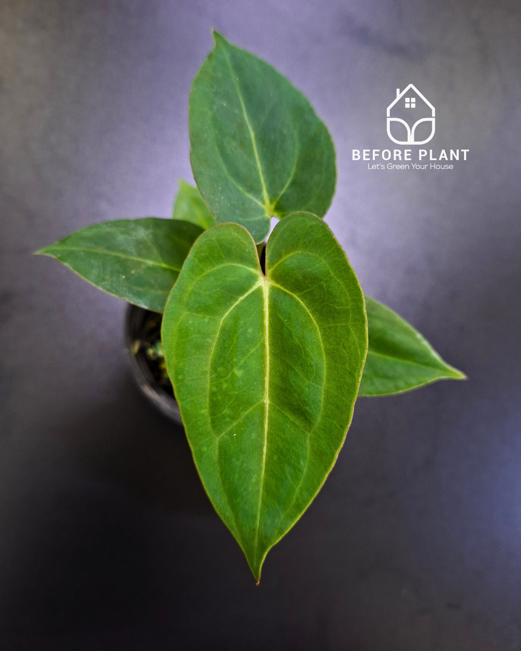 Anthurium Papillilaminum x Blue Papillilaminum