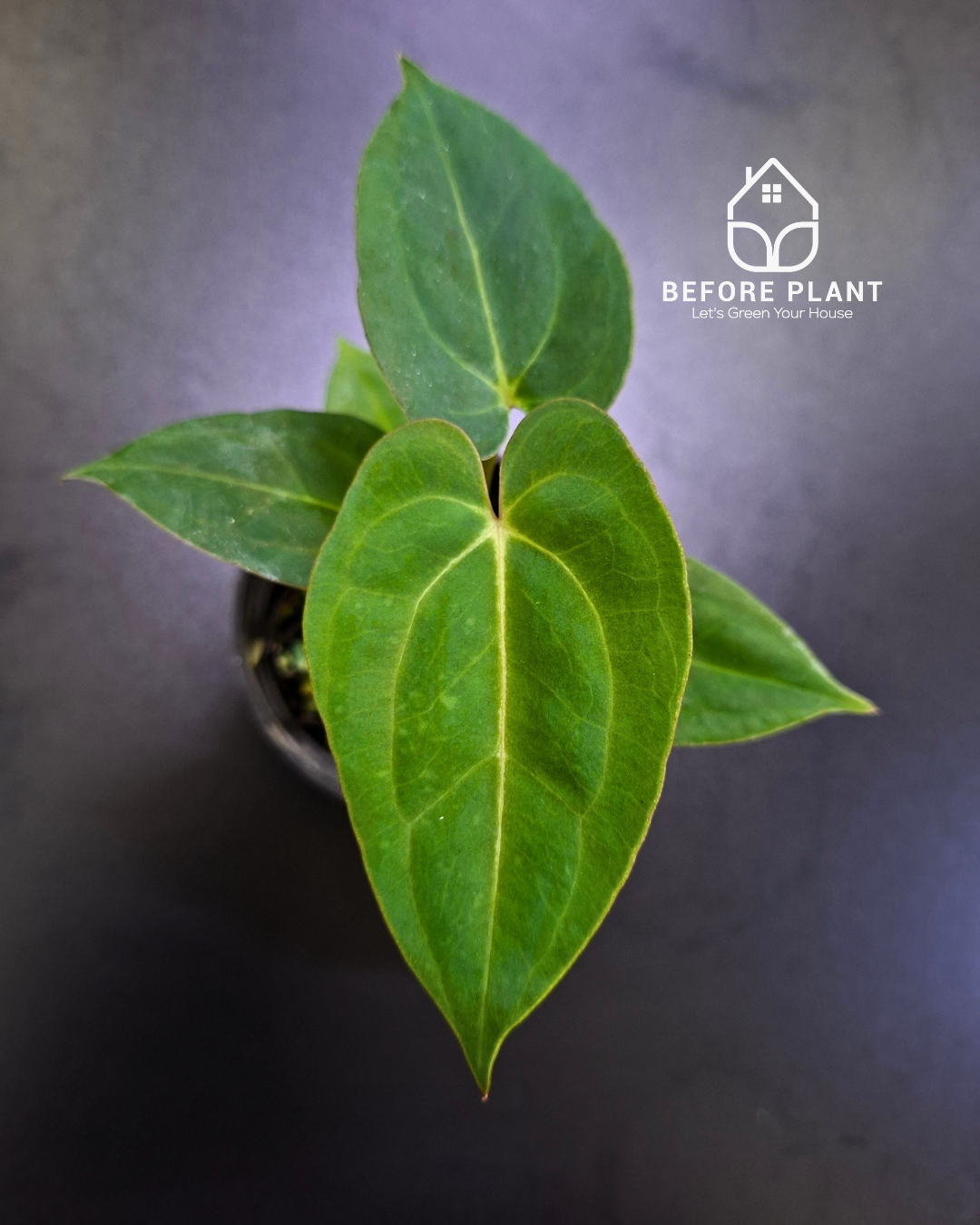 Anthurium Papillilaminum x Blue Papillilaminum