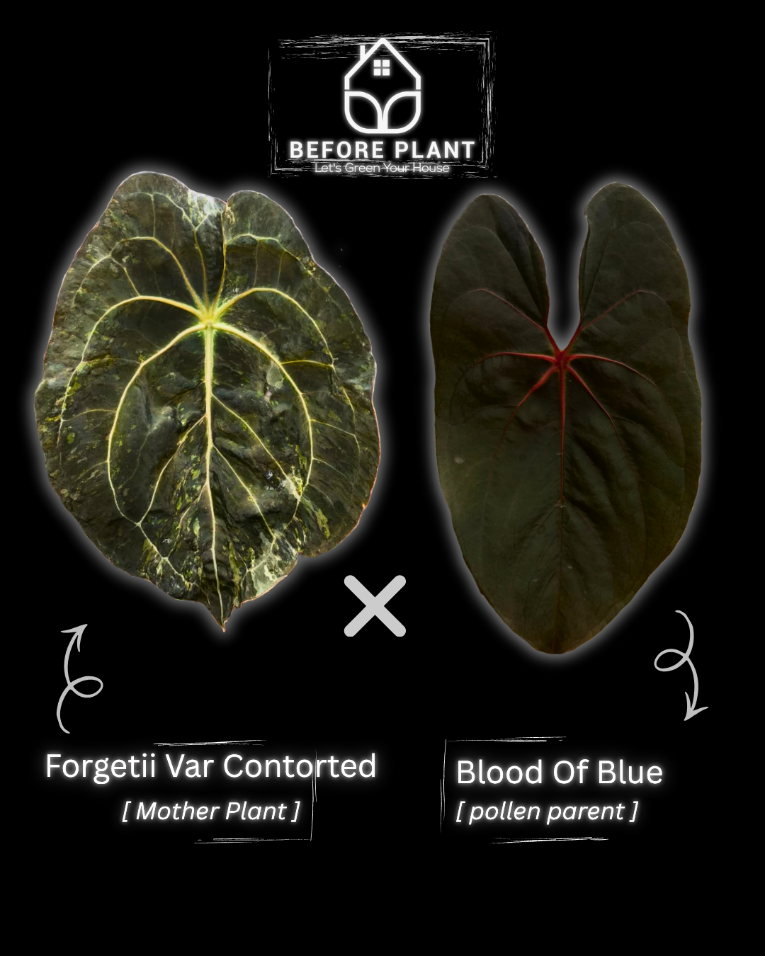 Anthurium Forgetii Var Contorted x Blood Of Blue