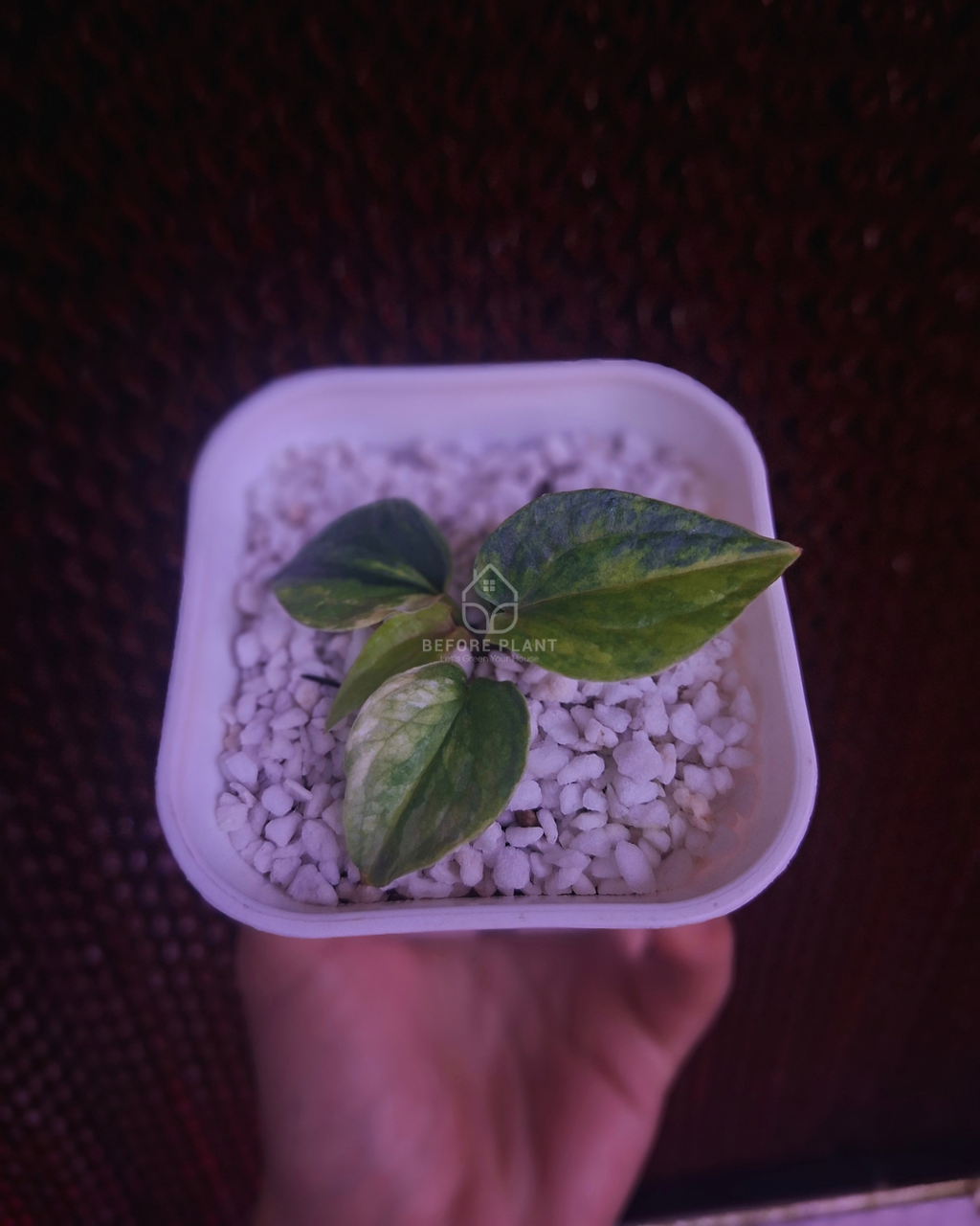 Anthurium Papi Pink x Luxurian