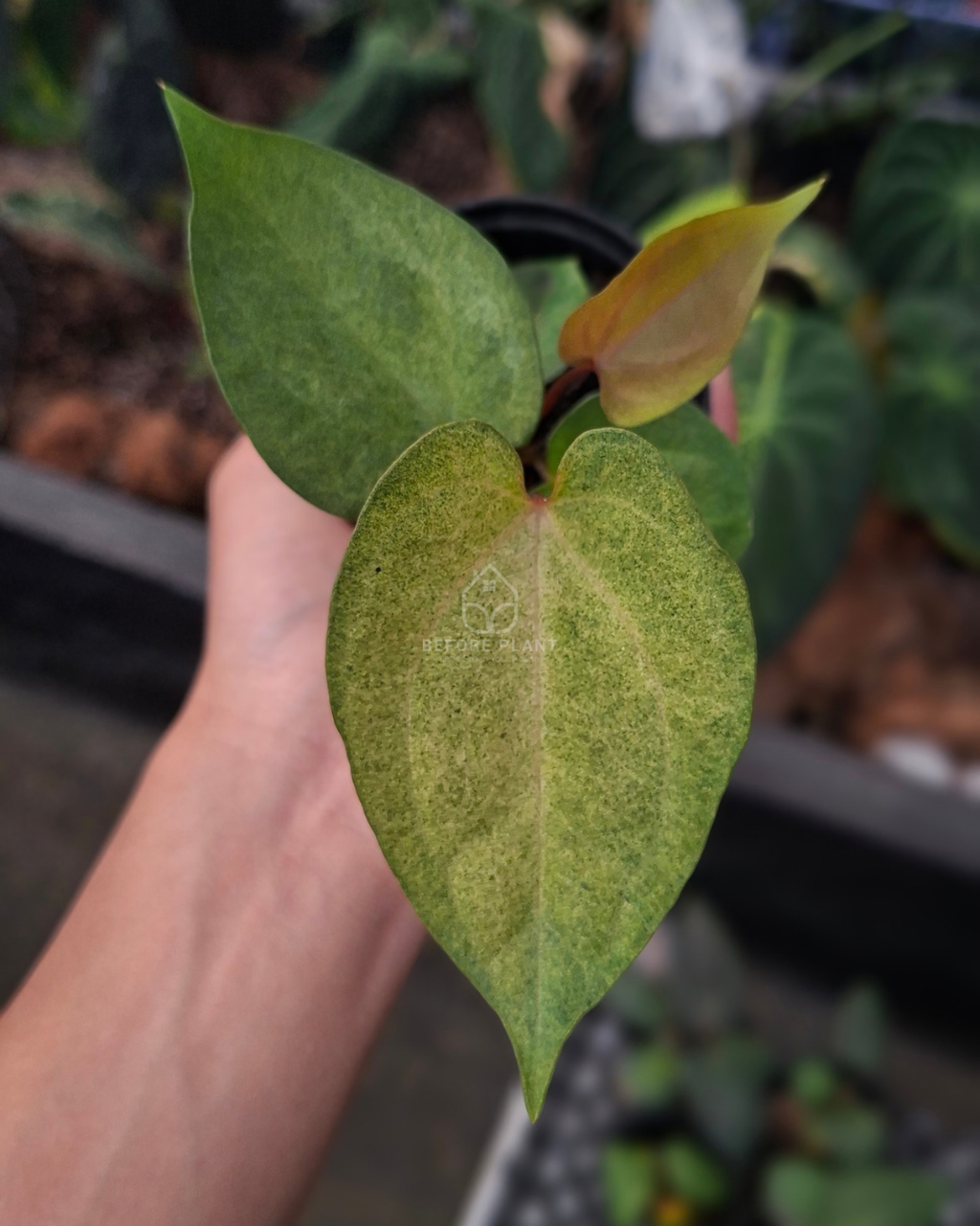 Anthurium Goliath RVDP x Golden Sunrise RVDP
