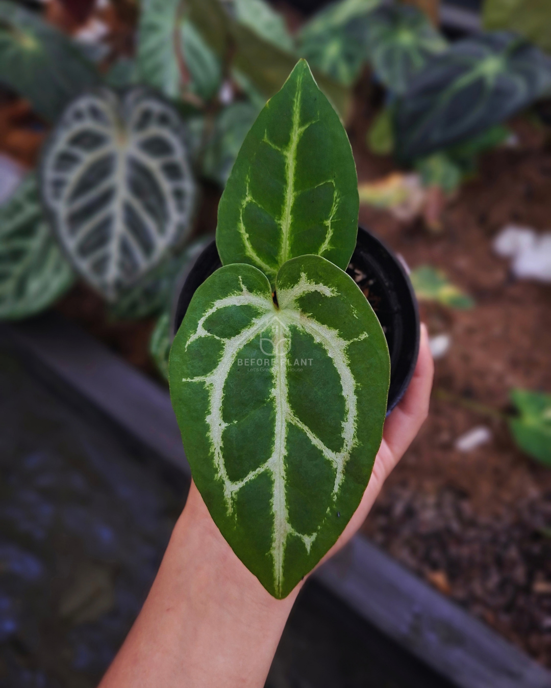 Anthurium Silver Blush x Magnificum
