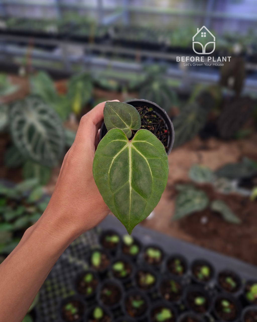 Anthurium Black Venom x Angela Black Widow