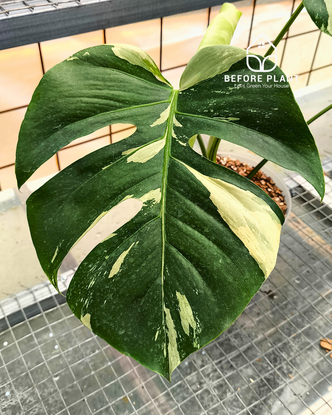 Monstera Jungle Mint