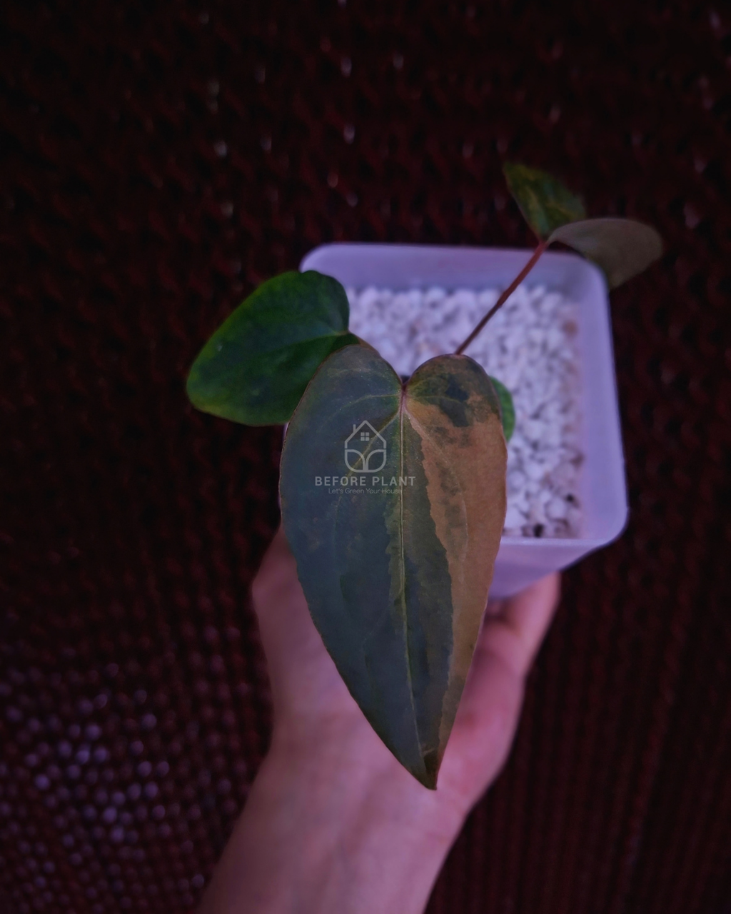 Anthurium Papi Pink x FS Portillae