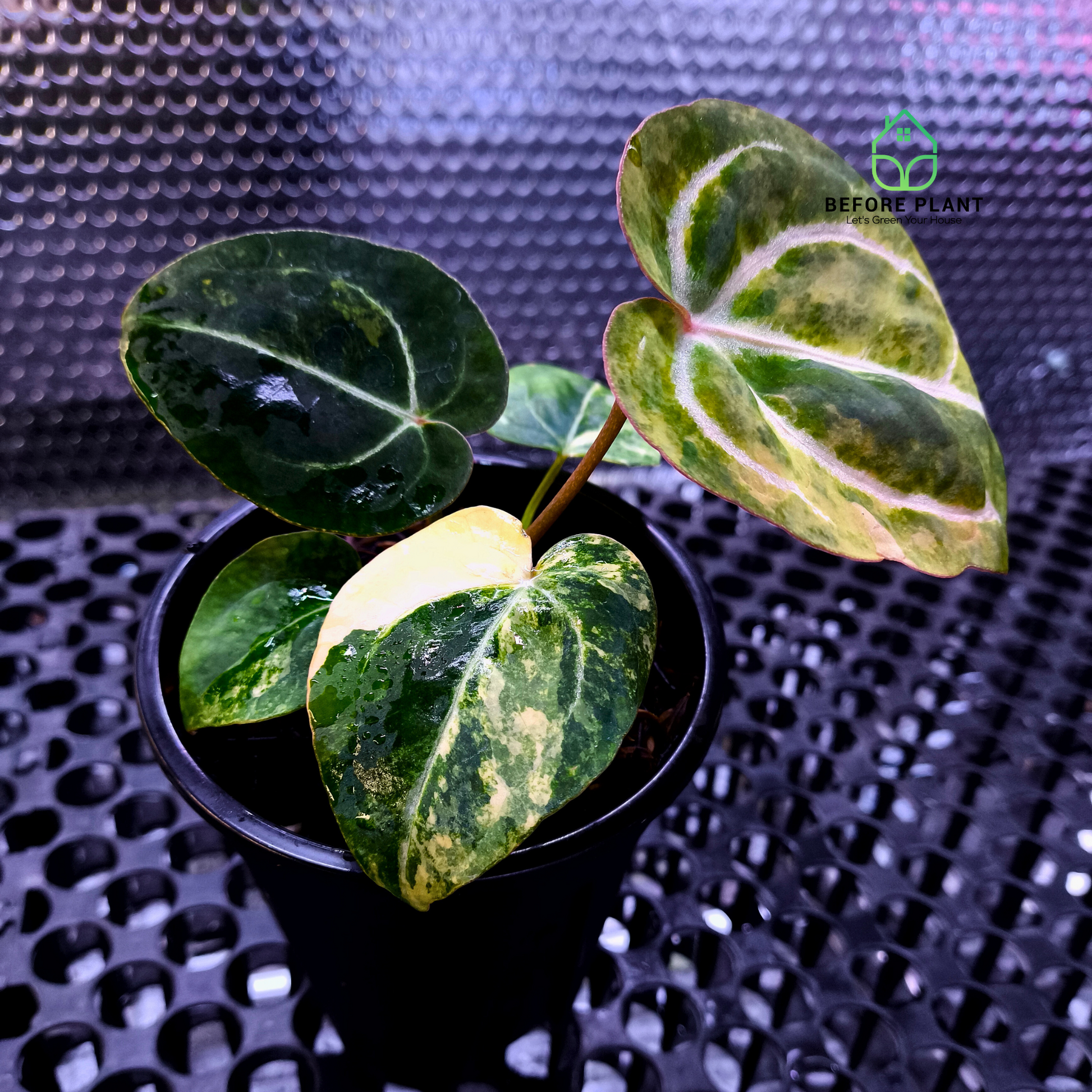 Anthurium Papi Variegated x Michelle