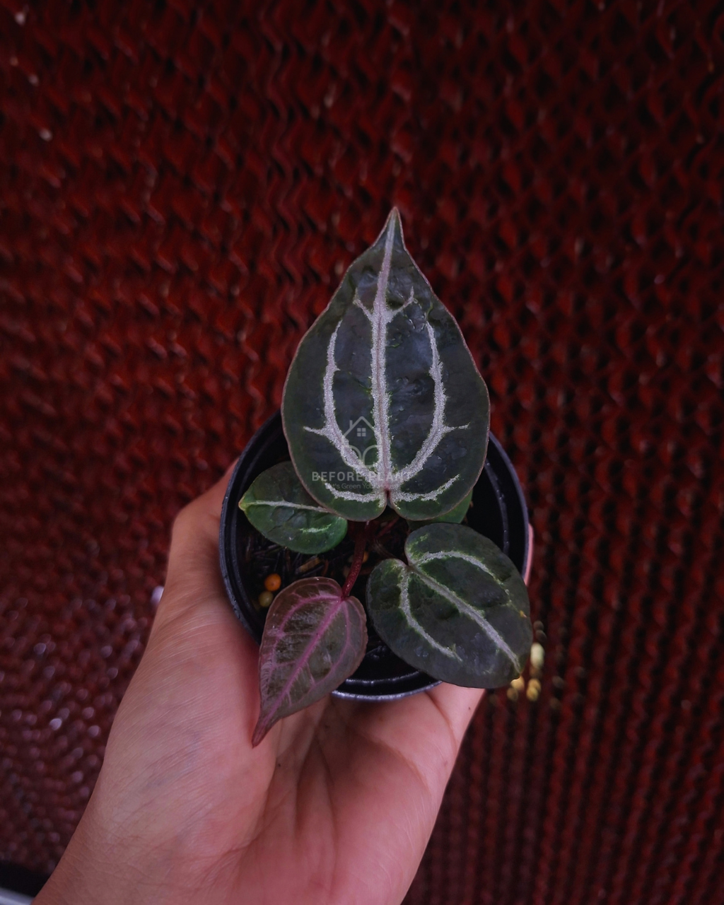 Anthurium Michelle x Red Tiger