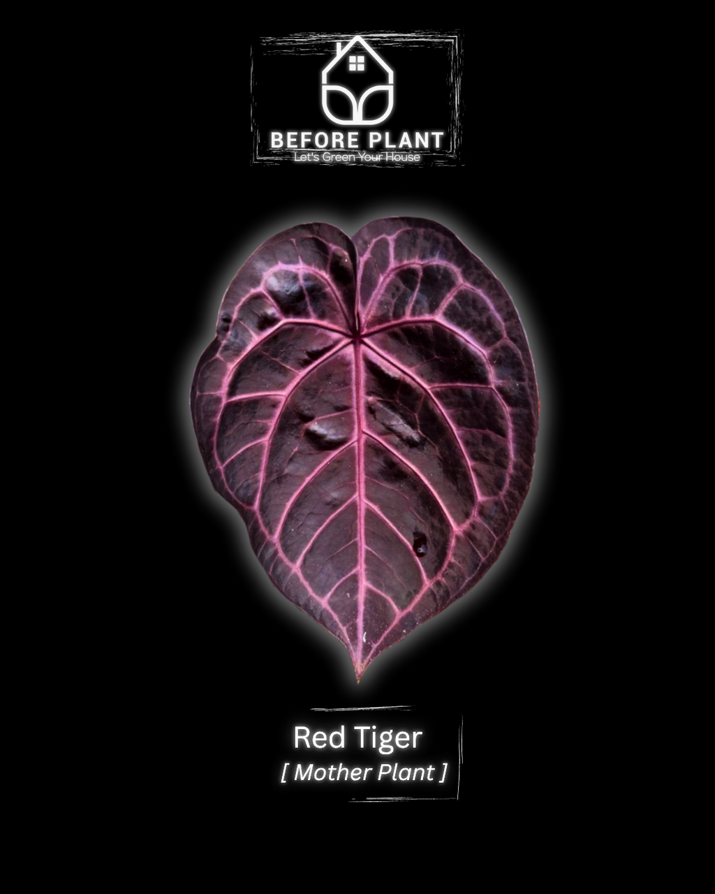 Anthurium Red Tiger
