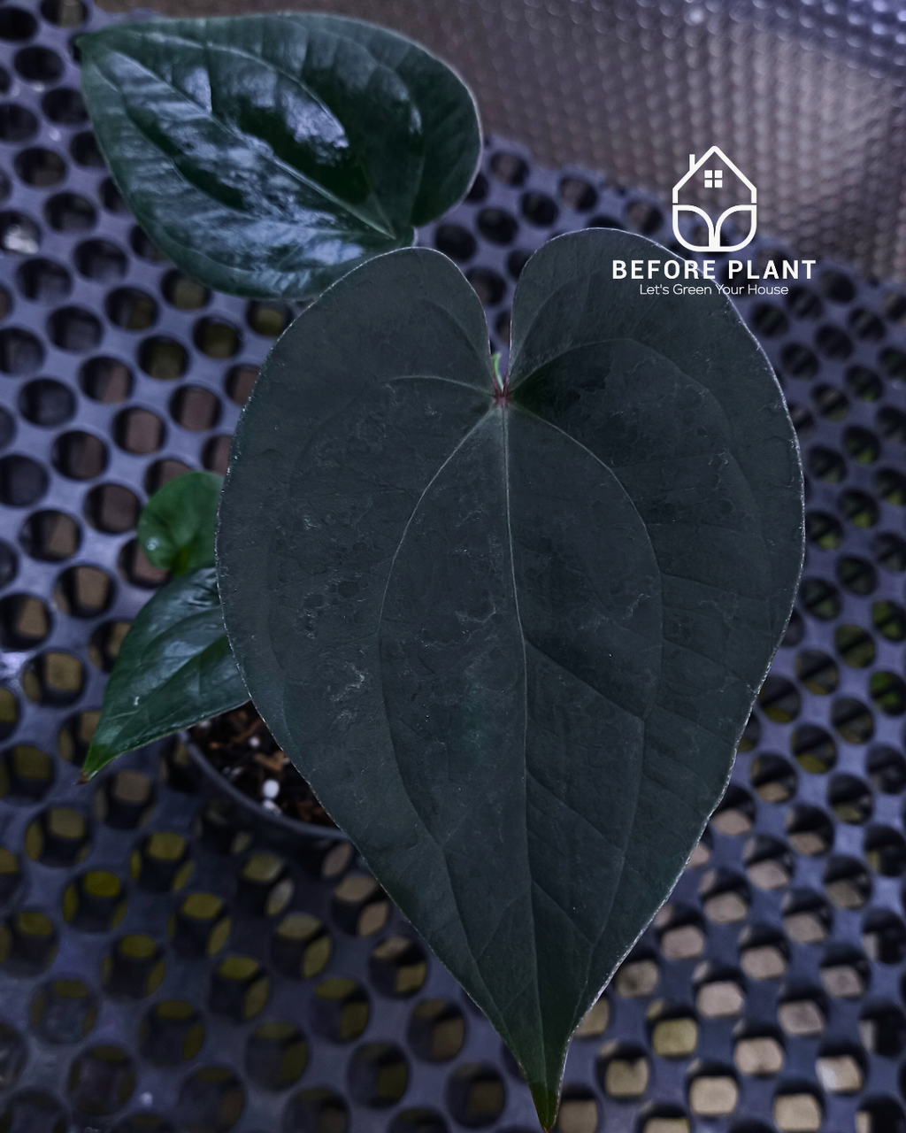 Anthurium King Of Spades ( HU ) x Luxurian