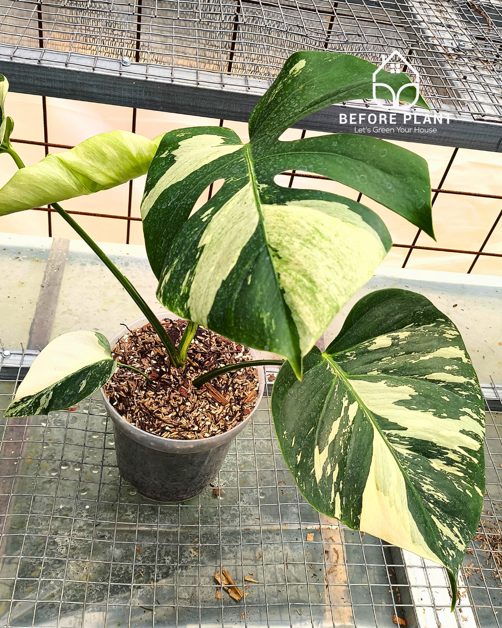 Monstera Jungle Mint