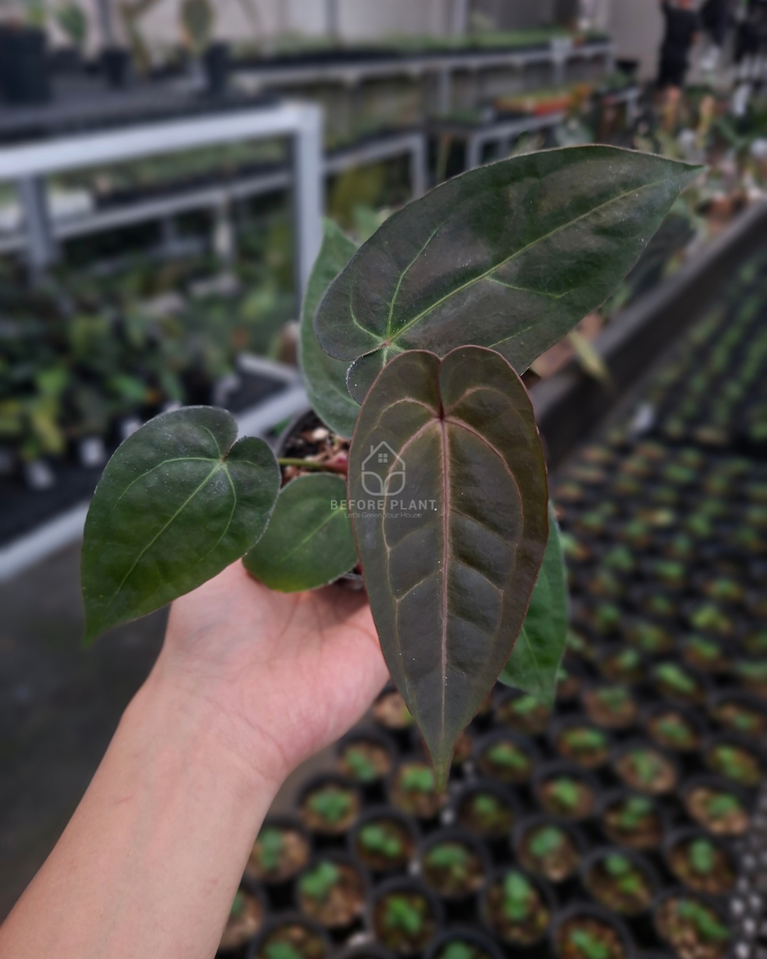 Anthurium Papillilaminum x Indigo