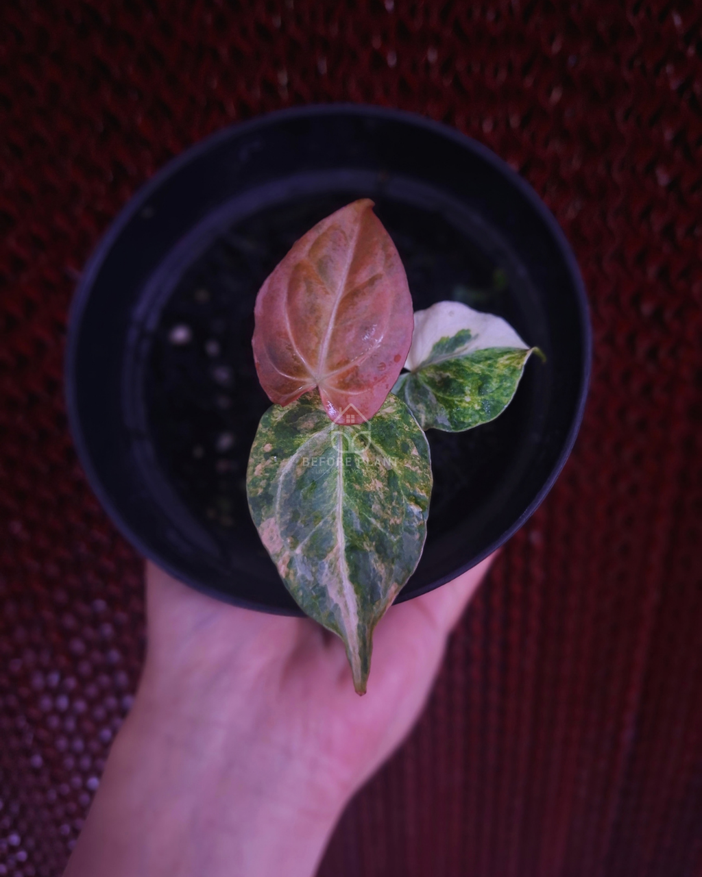 Anthurium Papi Pink x Blue Papi