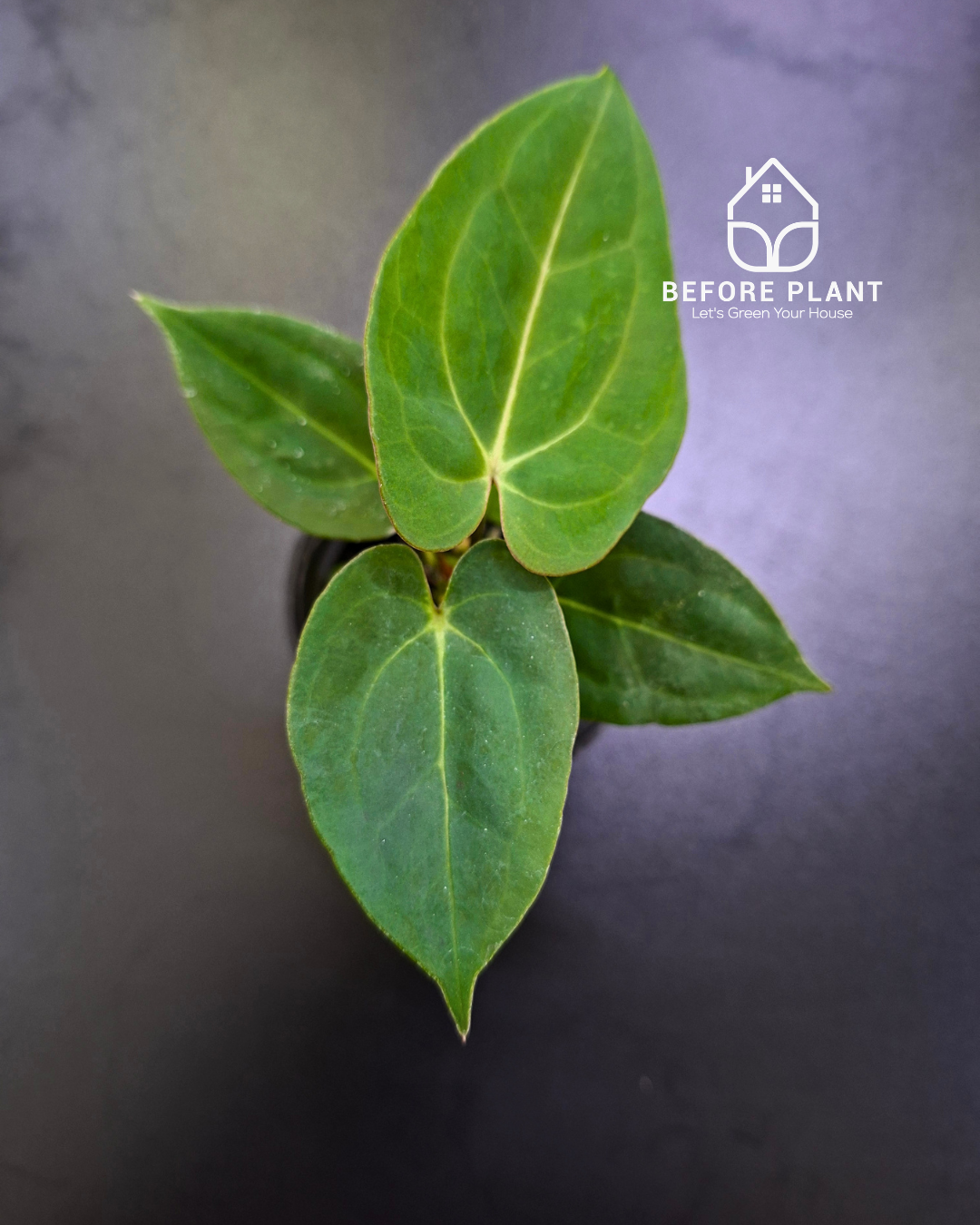 Anthurium Papillilaminum x Blue Papillilaminum