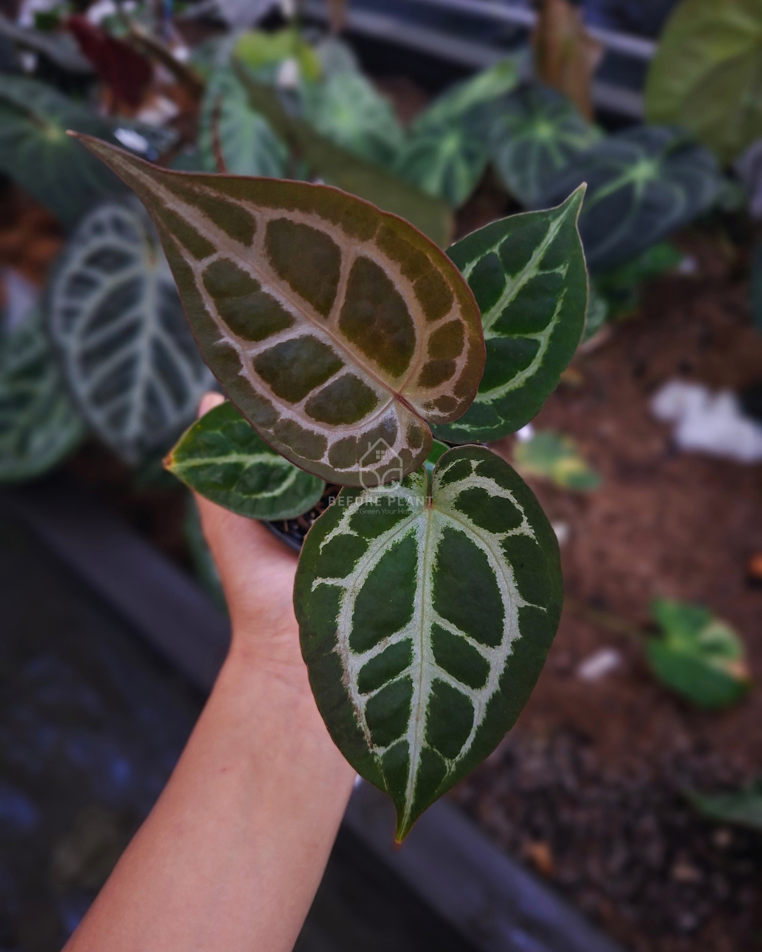 Anthurium Silver Blush x Magnificum