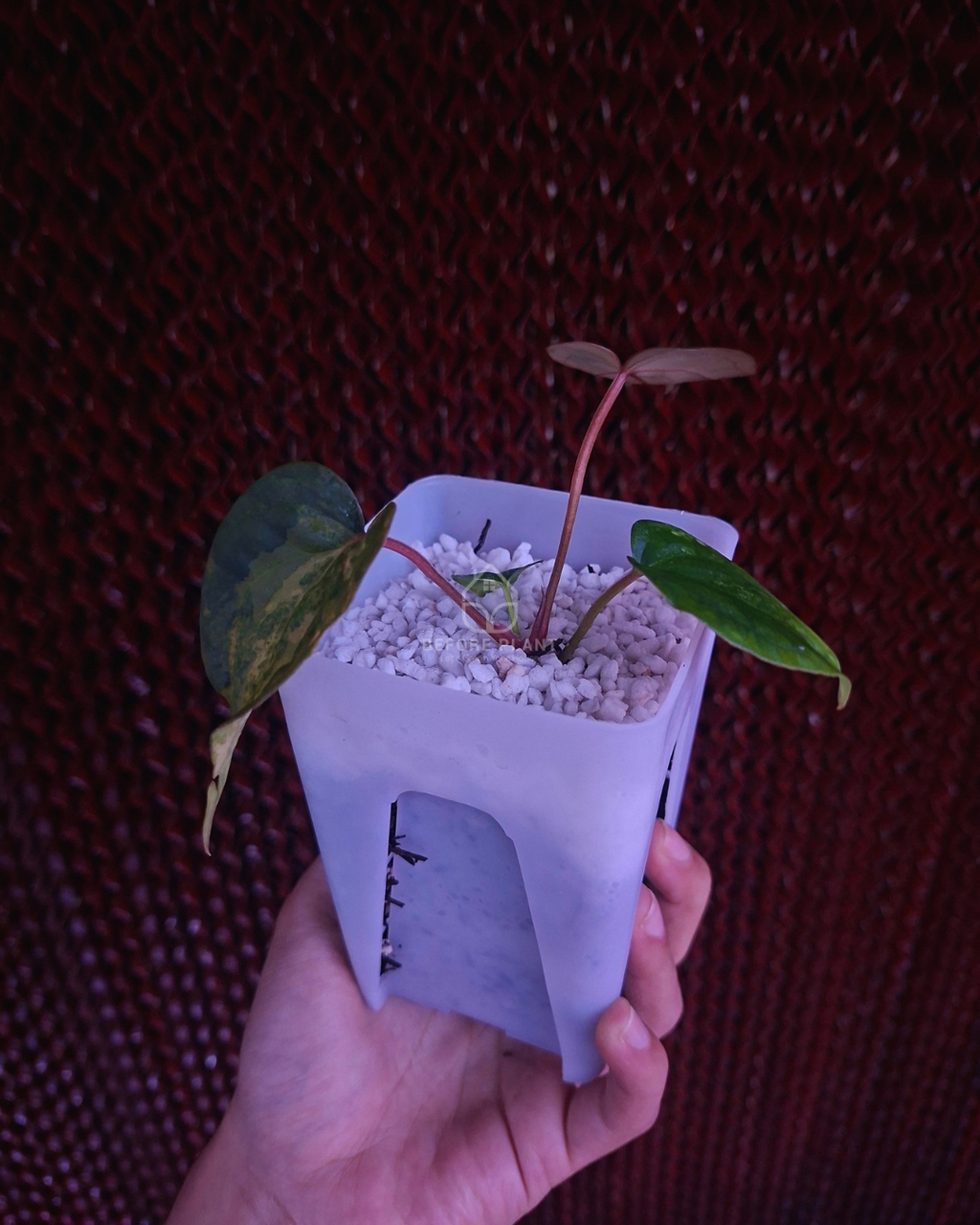 Anthurium Papi Pink x FS Portillae