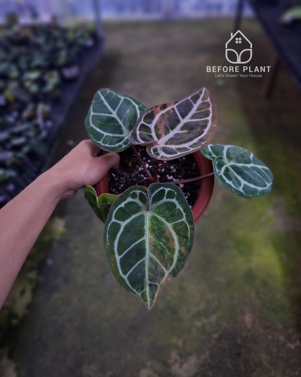 Anthurium Michelle Variegated x Tortoise Grey