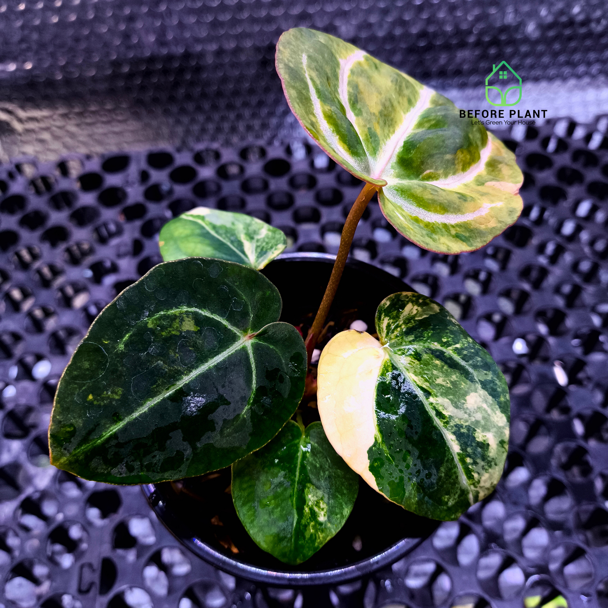 Anthurium Papi Variegated x Michelle