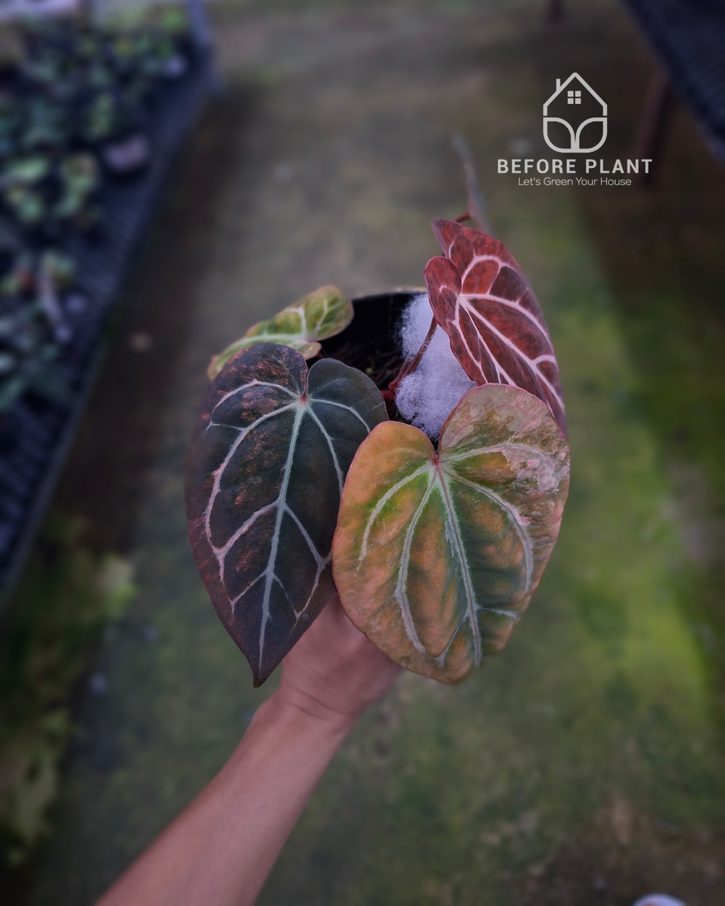 Anthurium Carla Blackiae Variegated Pink