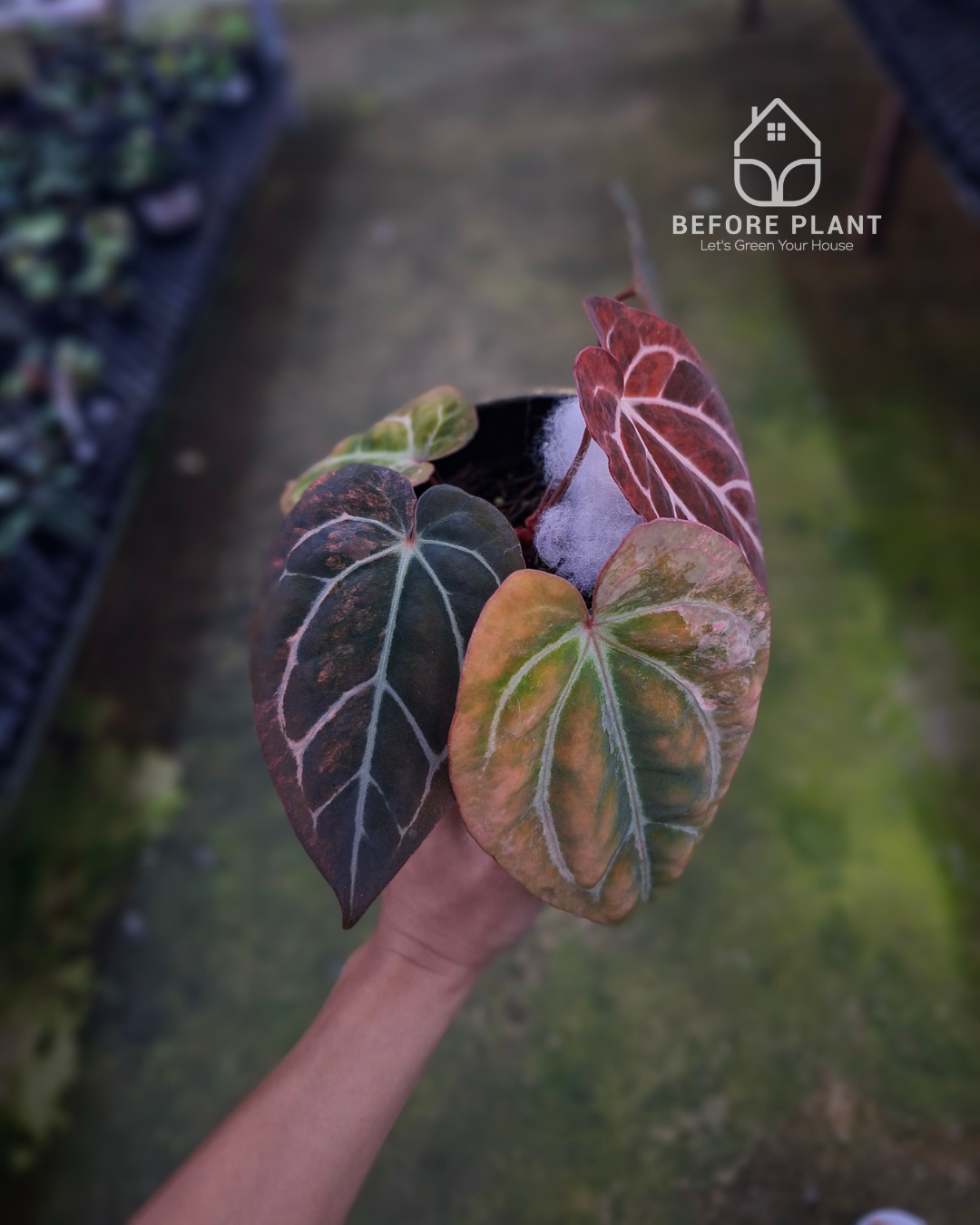 Anthurium Carla Blackiae Variegated Pink